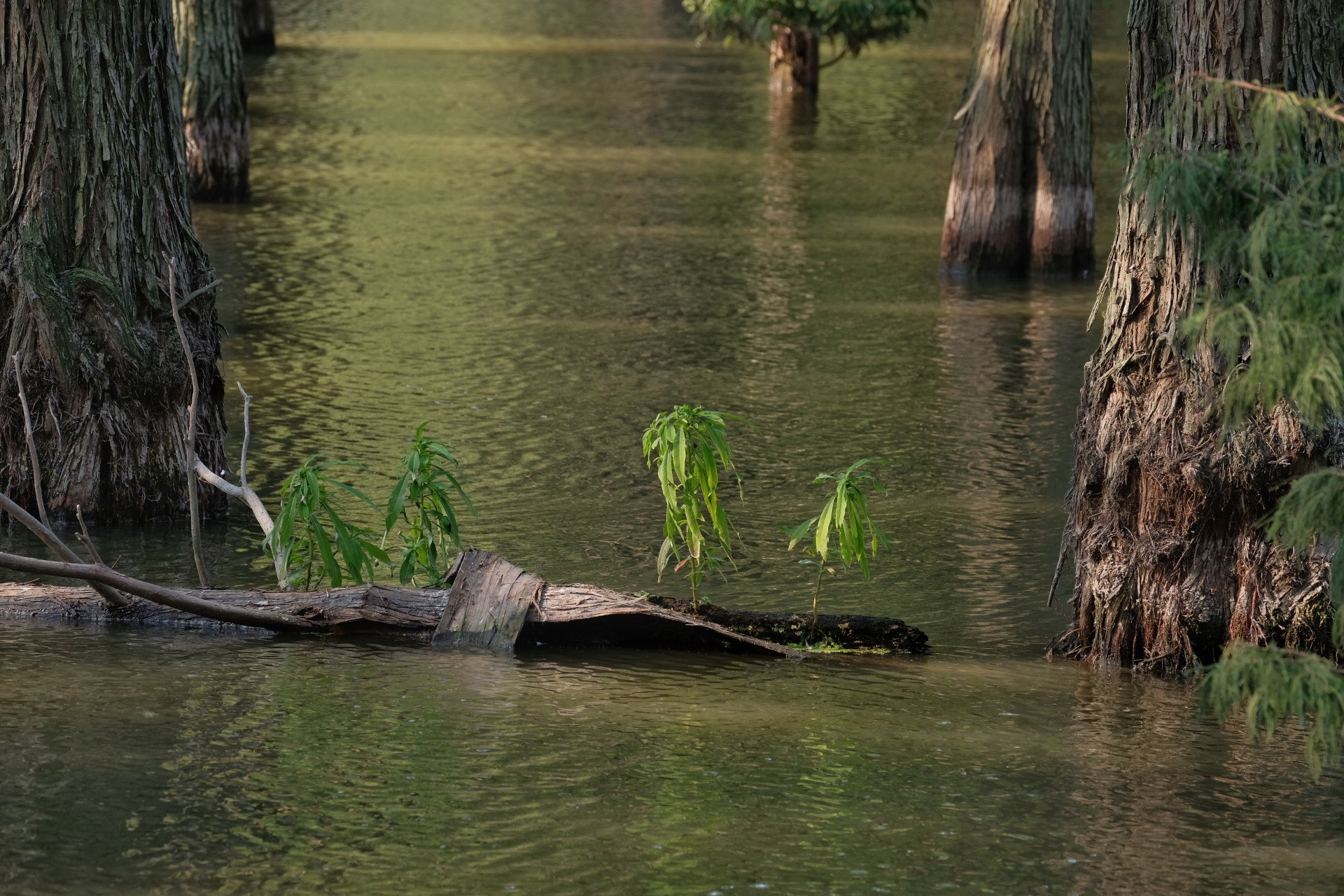 Fujifilm XF 100-400mm F4.5-5.6 R LM OIS WR sample photo