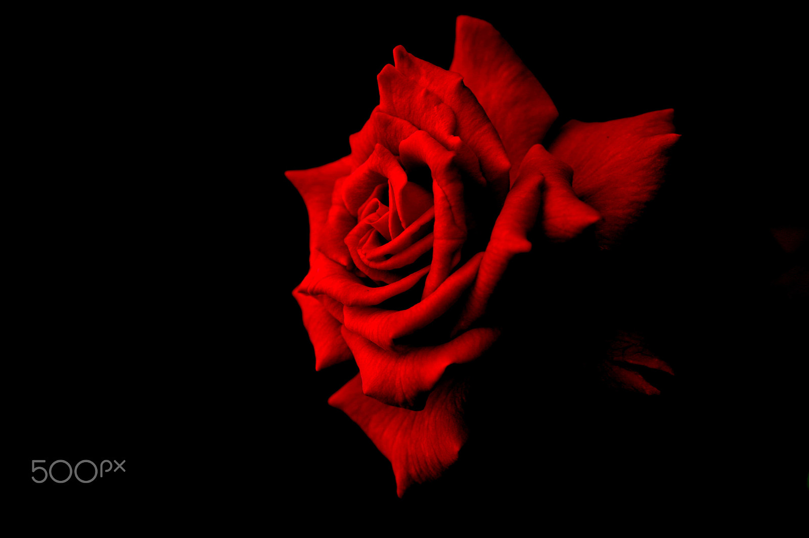 Tamron SP AF 90mm F2.8 Di Macro sample photo. Passion photography