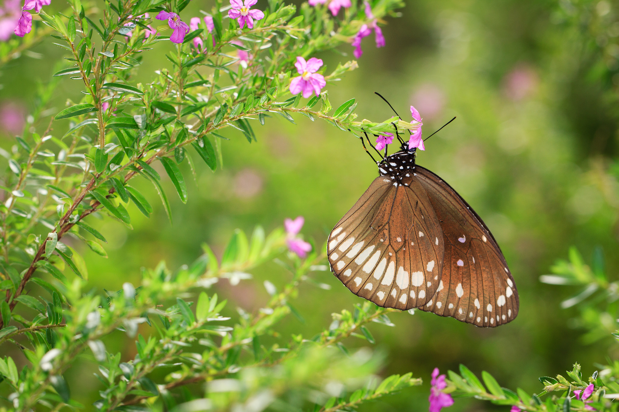 Canon EOS 60D + Canon EF 100mm F2.8L Macro IS USM sample photo. Common crow - butterfly photography