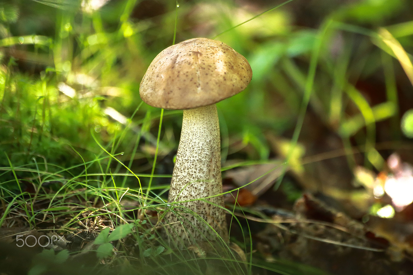 Sigma 70-300mm F4-5.6 APO DG Macro sample photo. Magnificent birch mushroom_(lat. leccinum scabrum) photography
