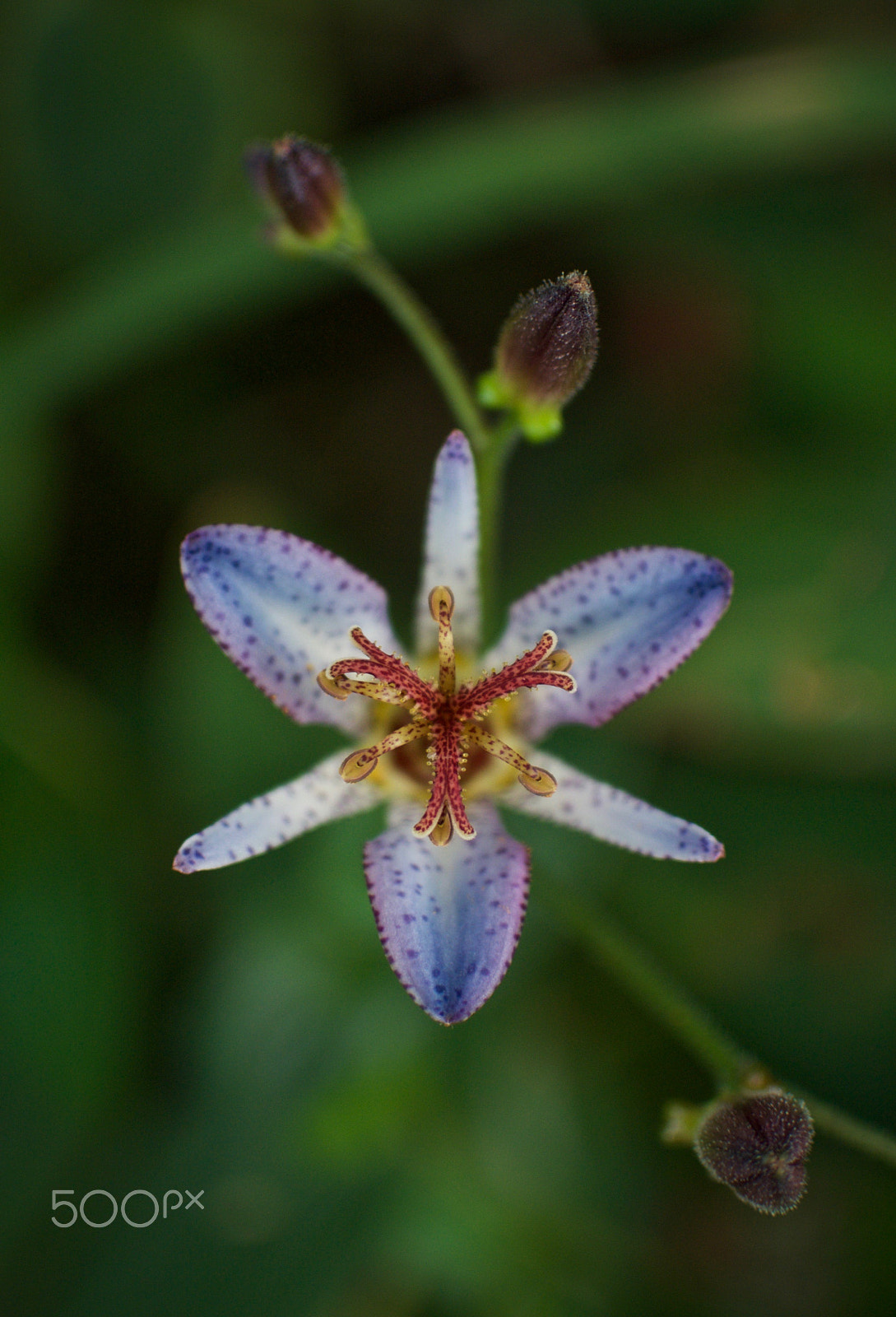 Nikon 1 J2 sample photo. Toad lily photography