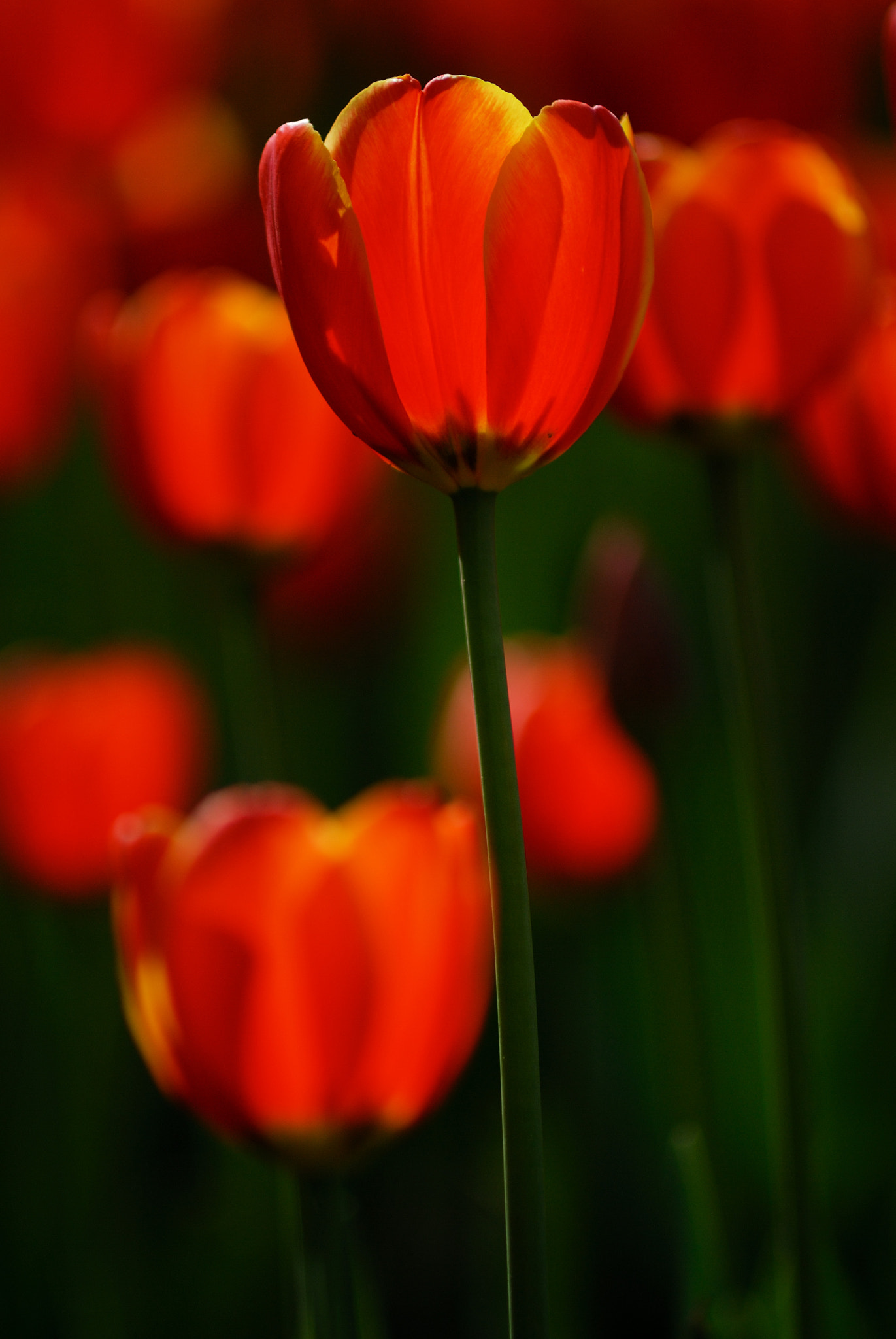 Nikon D200 + AF Zoom-Nikkor 70-210mm f/4 sample photo. Tulip photography