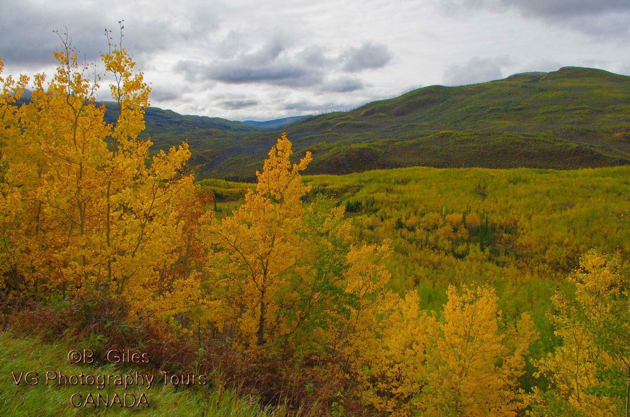 Pentax smc DA 18-55mm F3.5-5.6 AL WR sample photo. Gold in the yukon photography