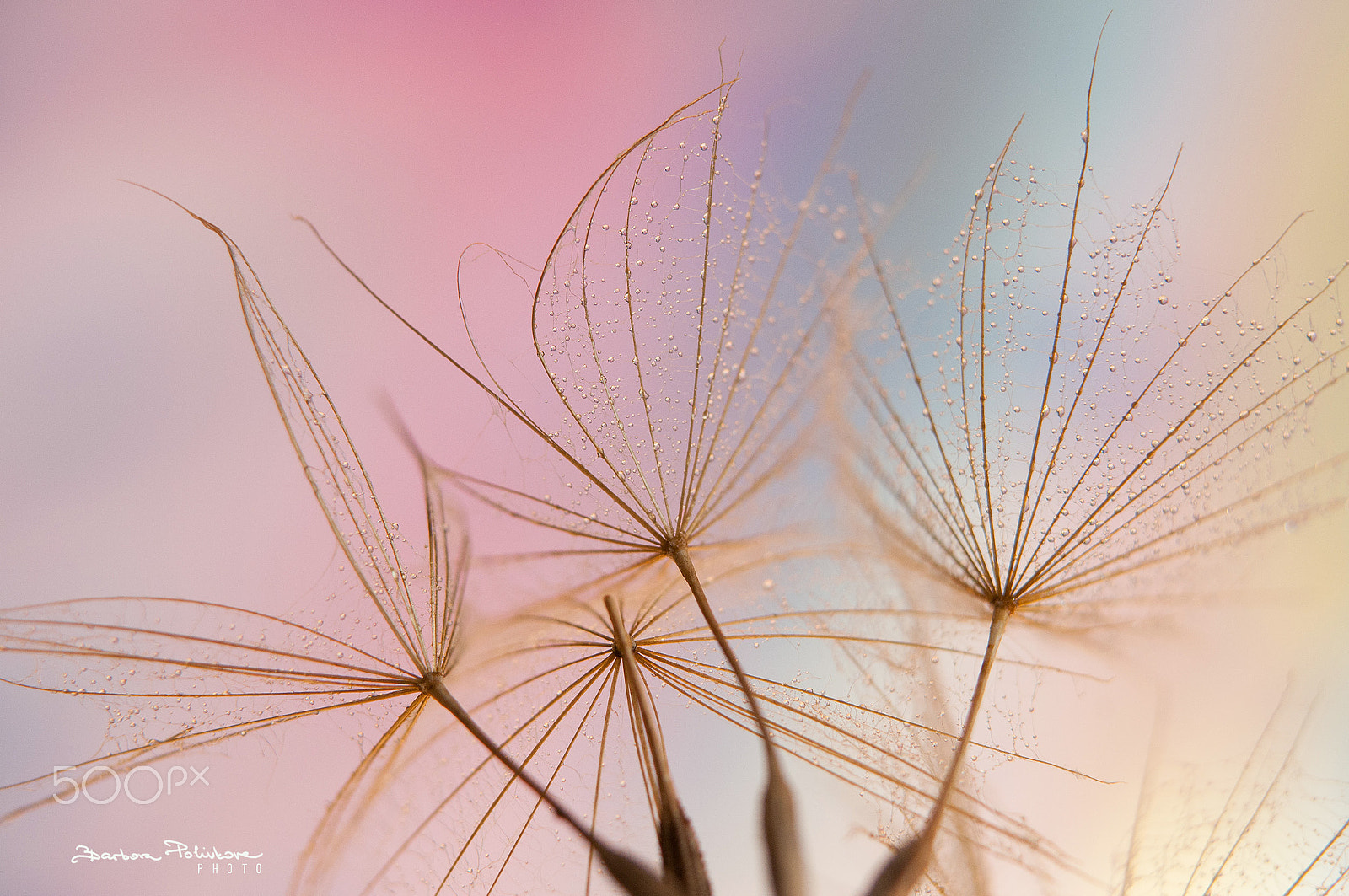 Nikon AF-S Micro-Nikkor 60mm F2.8G ED sample photo. Harmony photography