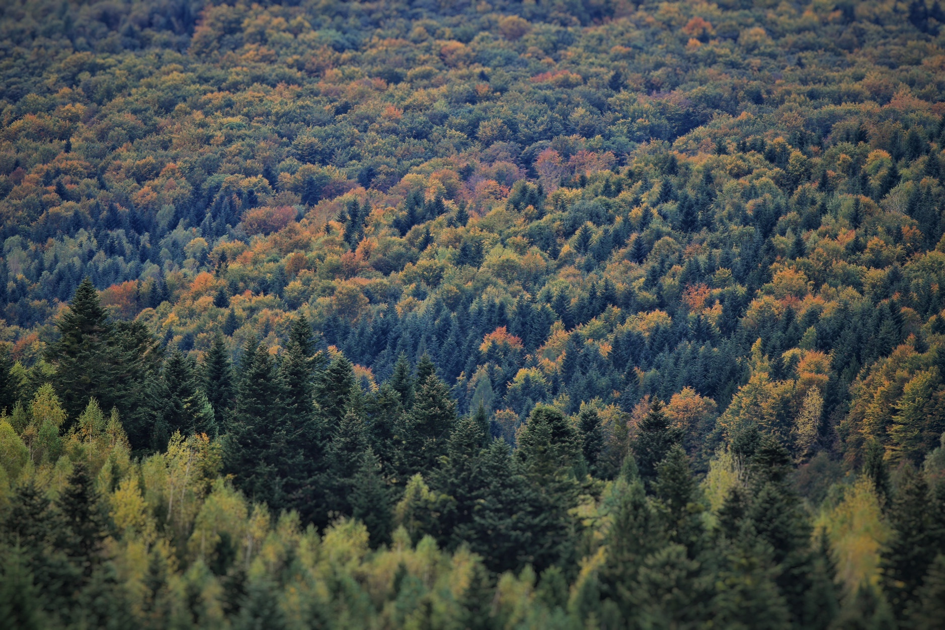 Canon EOS 6D + Canon EF 400mm F5.6L USM sample photo. Autumn in carpathians photography