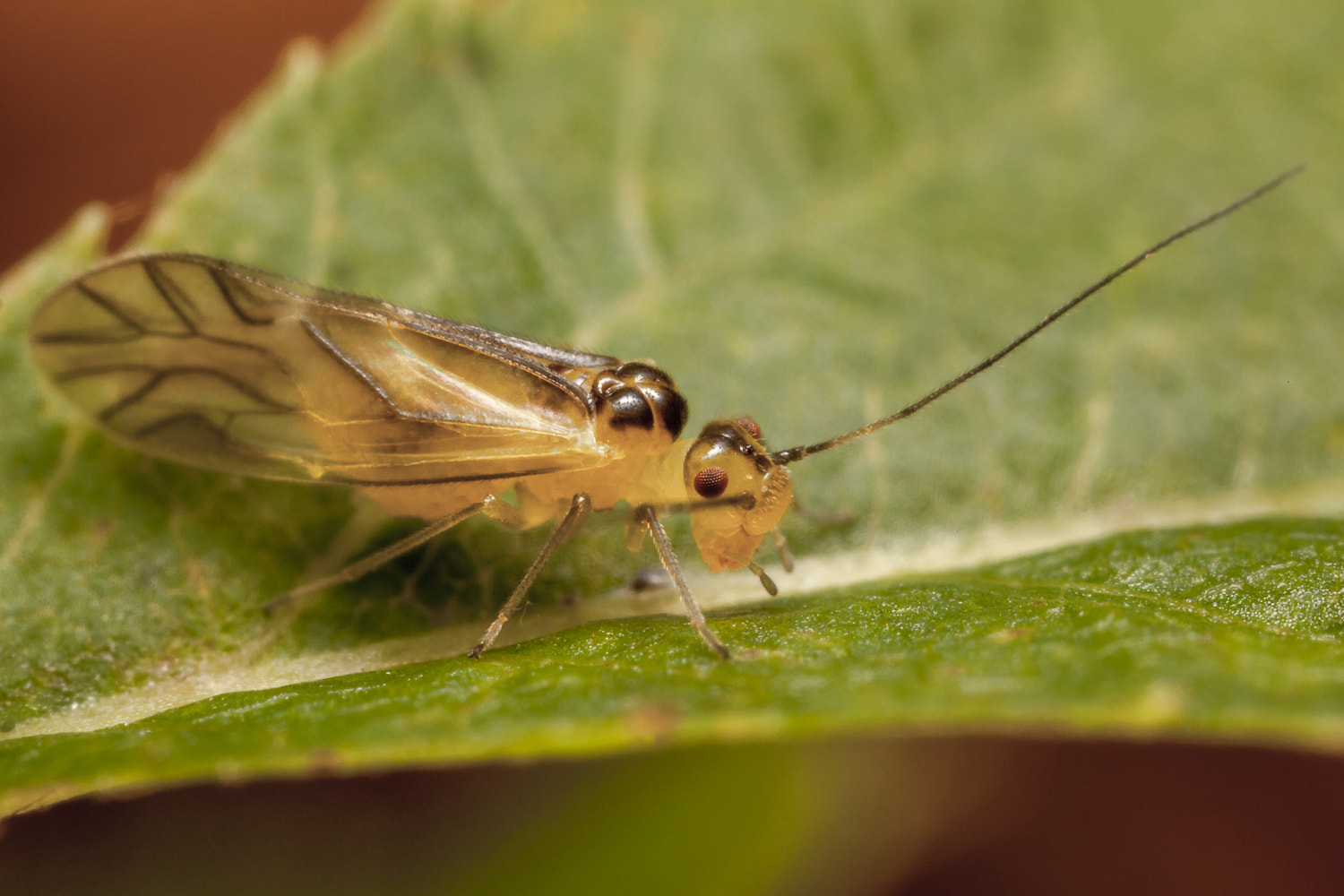 Canon MP-E 65mm F2.5 1-5x Macro Photo sample photo. Psocoptera photography