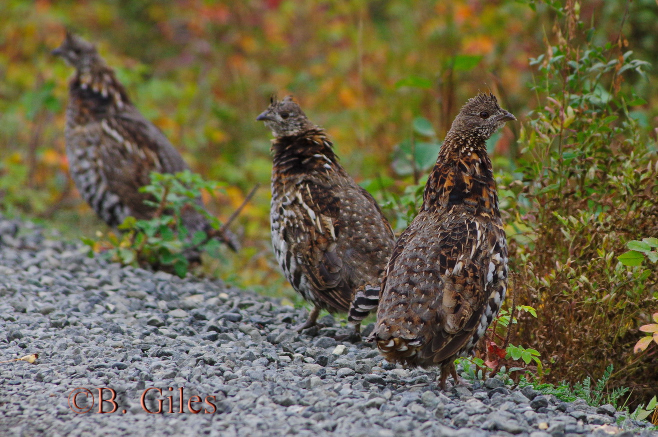 Pentax K-3 + Pentax smc DA* 60-250mm F4.0 ED (IF) SDM sample photo. Got your six! photography