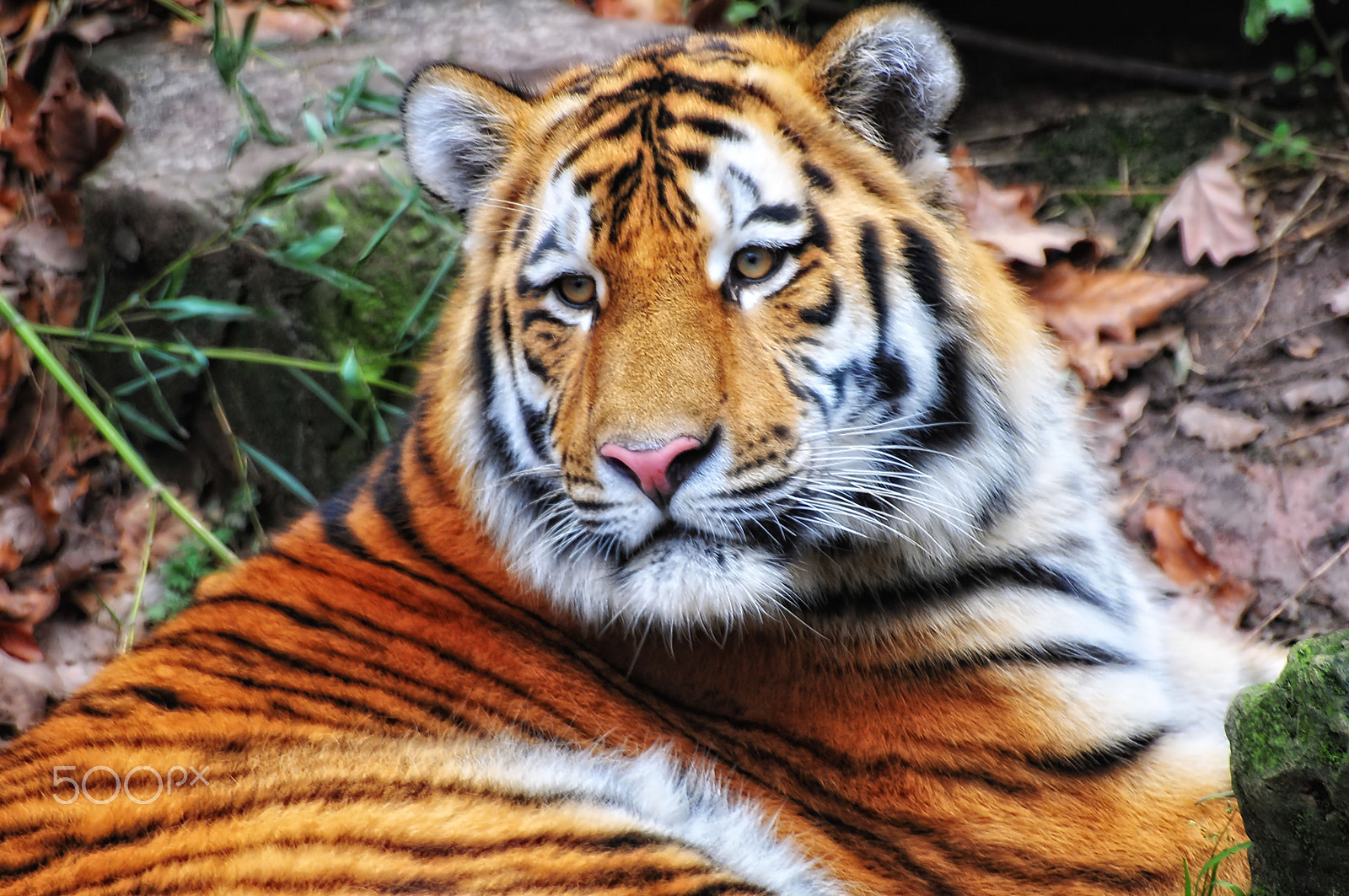Sigma 70-300mm F4-5.6 APO DG Macro sample photo. Tiger photography