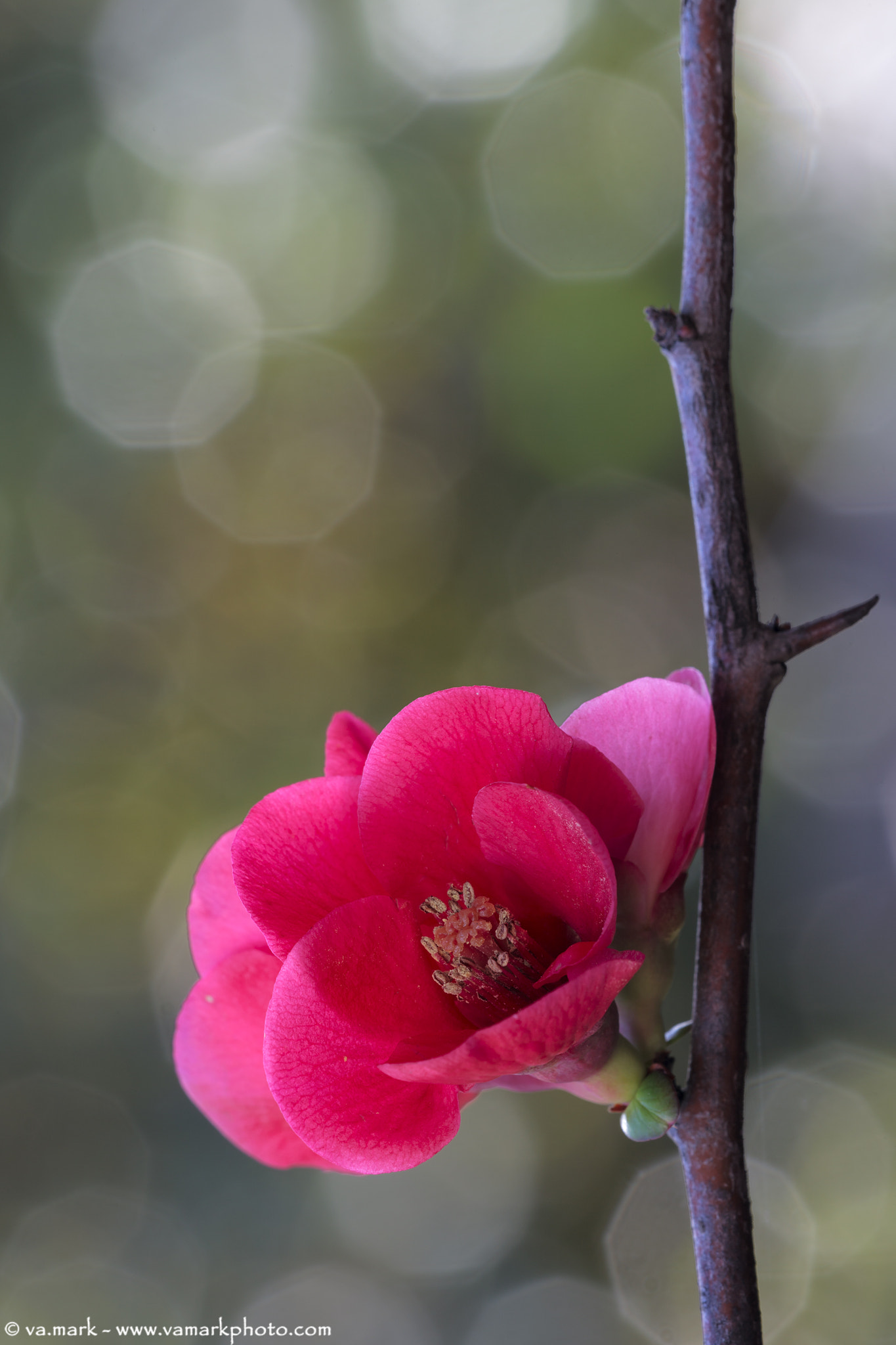 Canon EF 180mm F3.5L Macro USM sample photo. Pesco giapponese photography