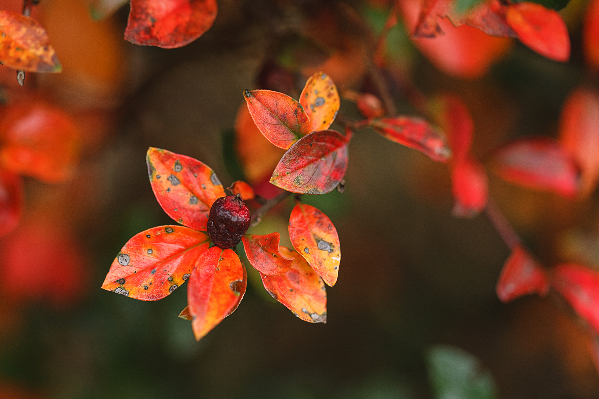 Canon EOS 5D + Canon EF 100mm F2.8L Macro IS USM sample photo. Autumn 2016 photography