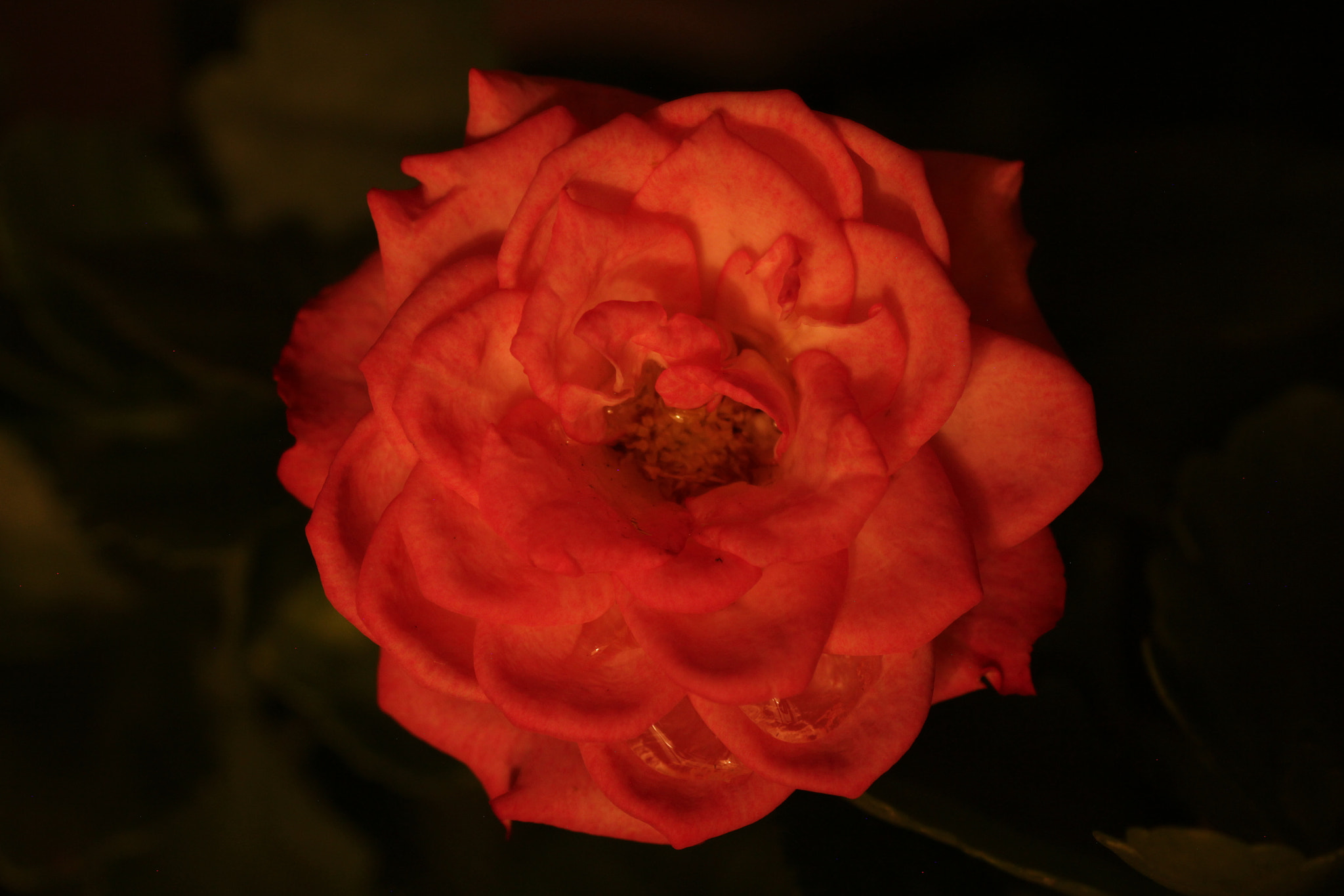 Canon EOS 550D (EOS Rebel T2i / EOS Kiss X4) sample photo. Rose photography