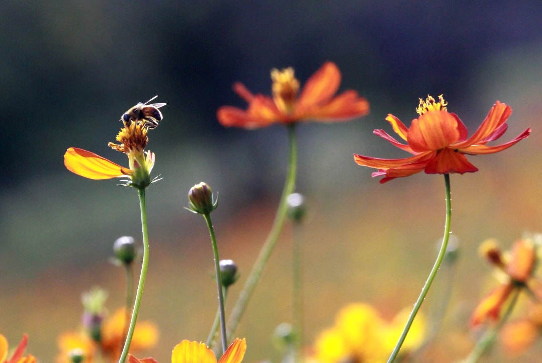 Canon EOS 50D + Canon EF 70-200mm F4L IS USM sample photo. Flower garden photography