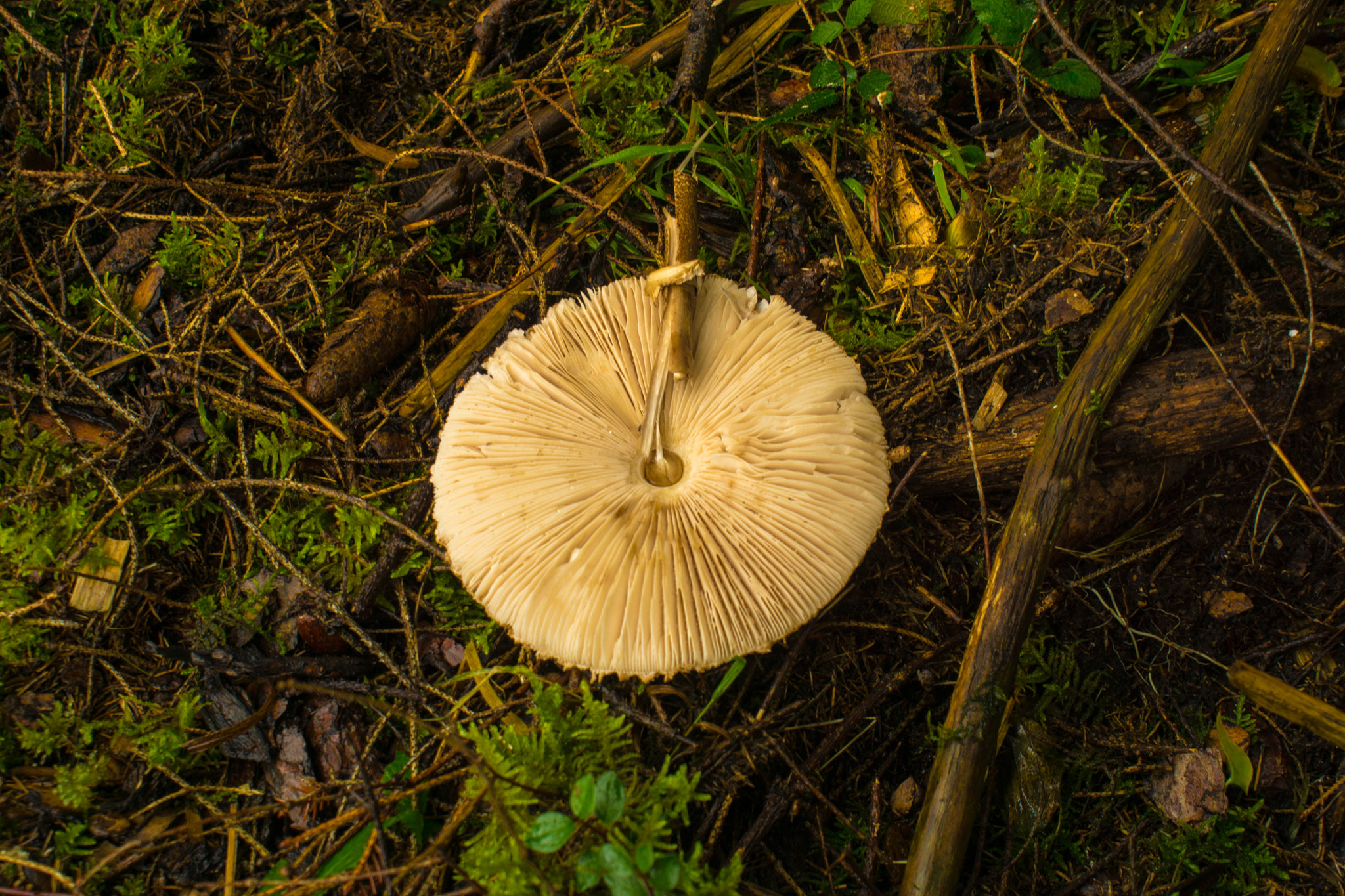 Sony DT 18-70mm F3.5-5.6 sample photo. Wer hat denn nur den pilz jedreht ? photography