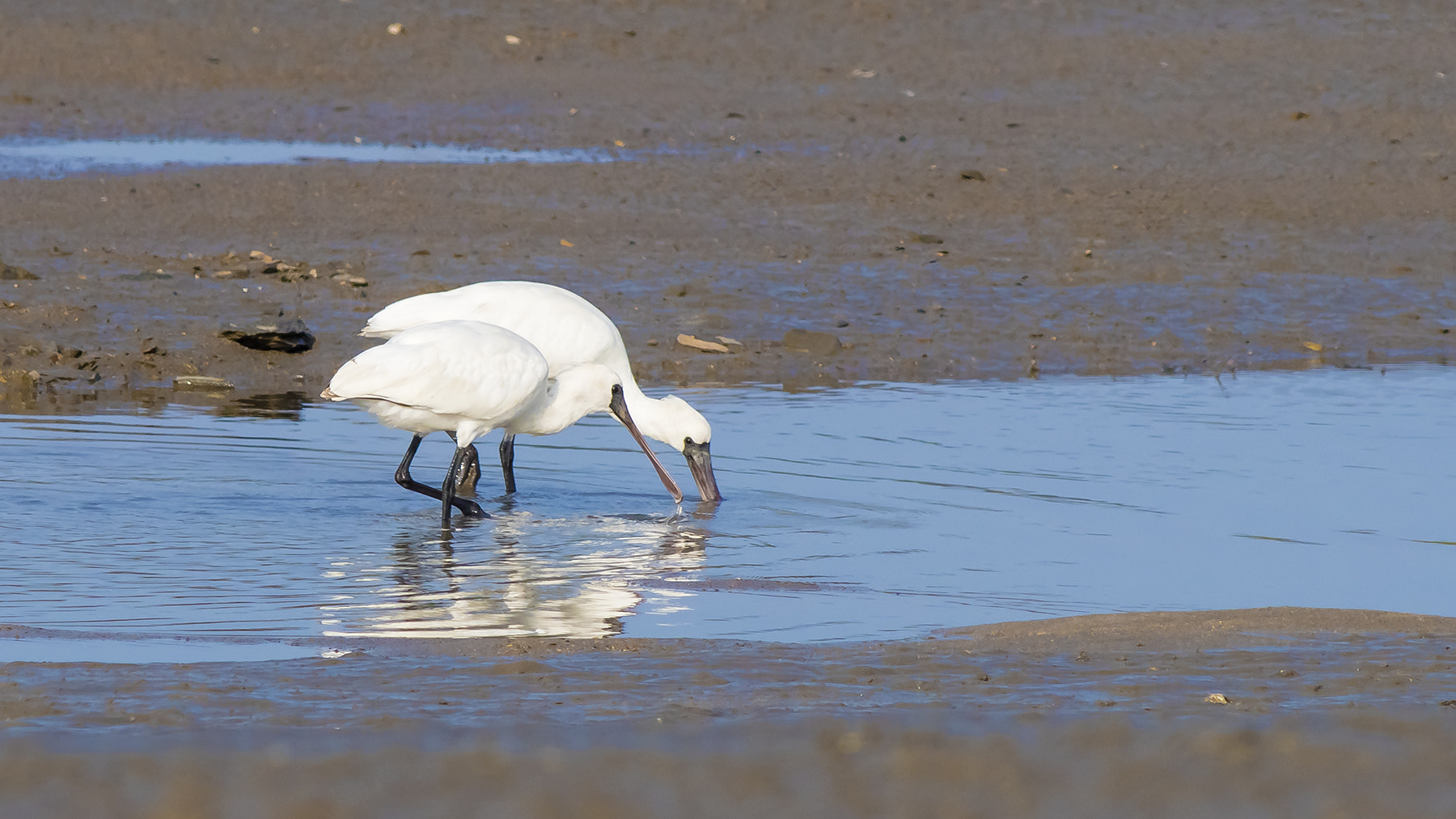 Nikkor 500mm f/4 P ED IF sample photo