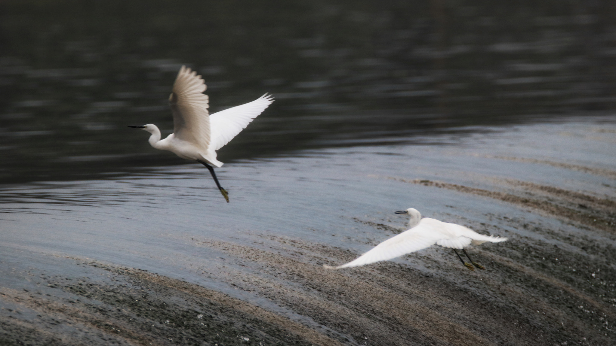 Canon EOS 750D (EOS Rebel T6i / EOS Kiss X8i) + Tamron SP 150-600mm F5-6.3 Di VC USD sample photo. Flying over water photography