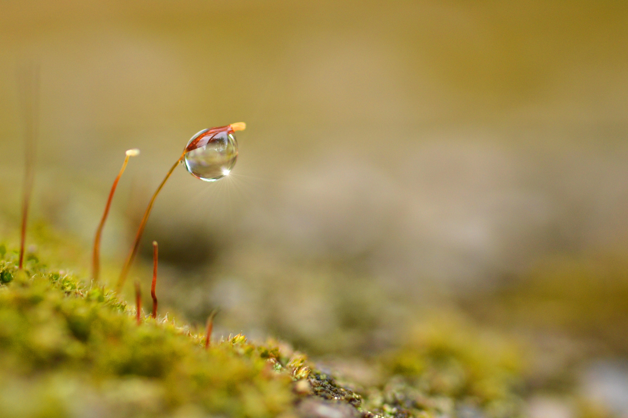 Sigma 105mm F2.8 EX DG OS HSM sample photo. Alone drop photography