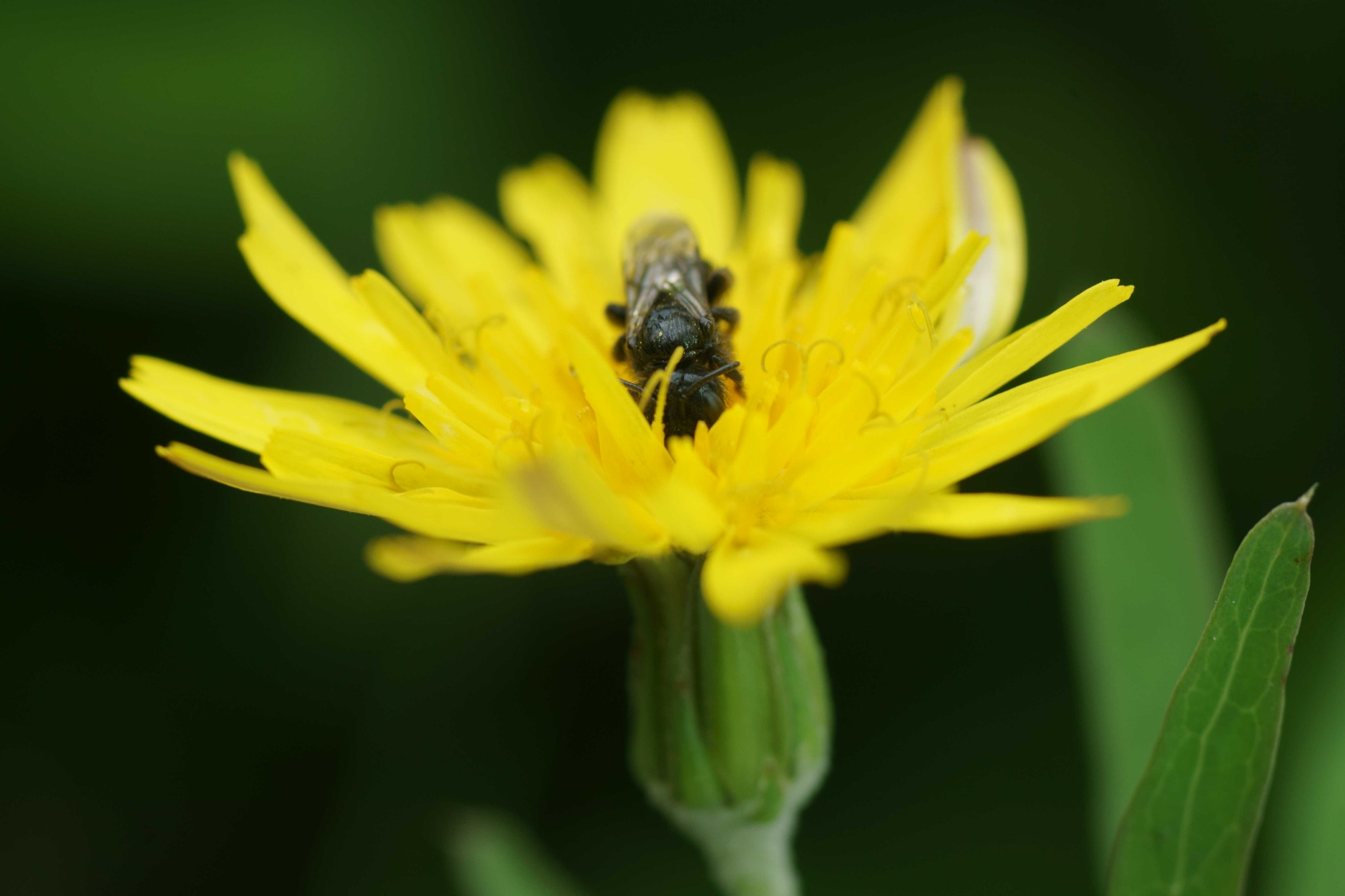 Sony a6000 + Tamron SP AF 90mm F2.8 Di Macro sample photo. Frío photography