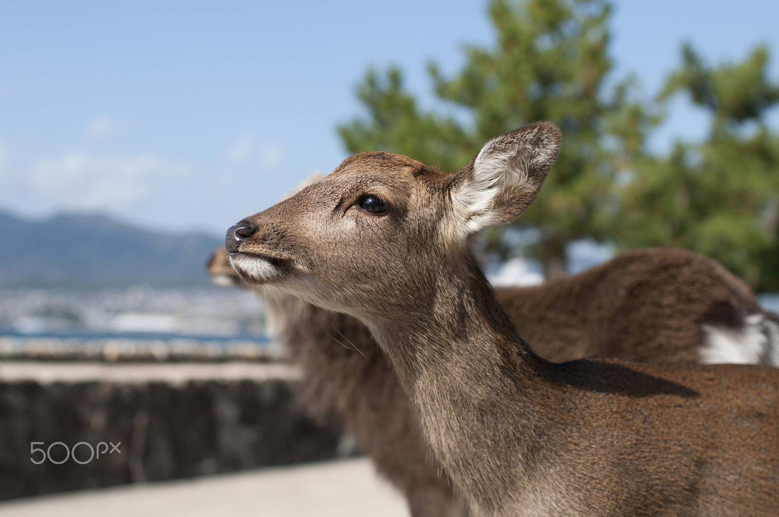 Nikon D300 + Nikon AF-S Nikkor 35mm F1.4G sample photo. Miyajima adorable deer photography