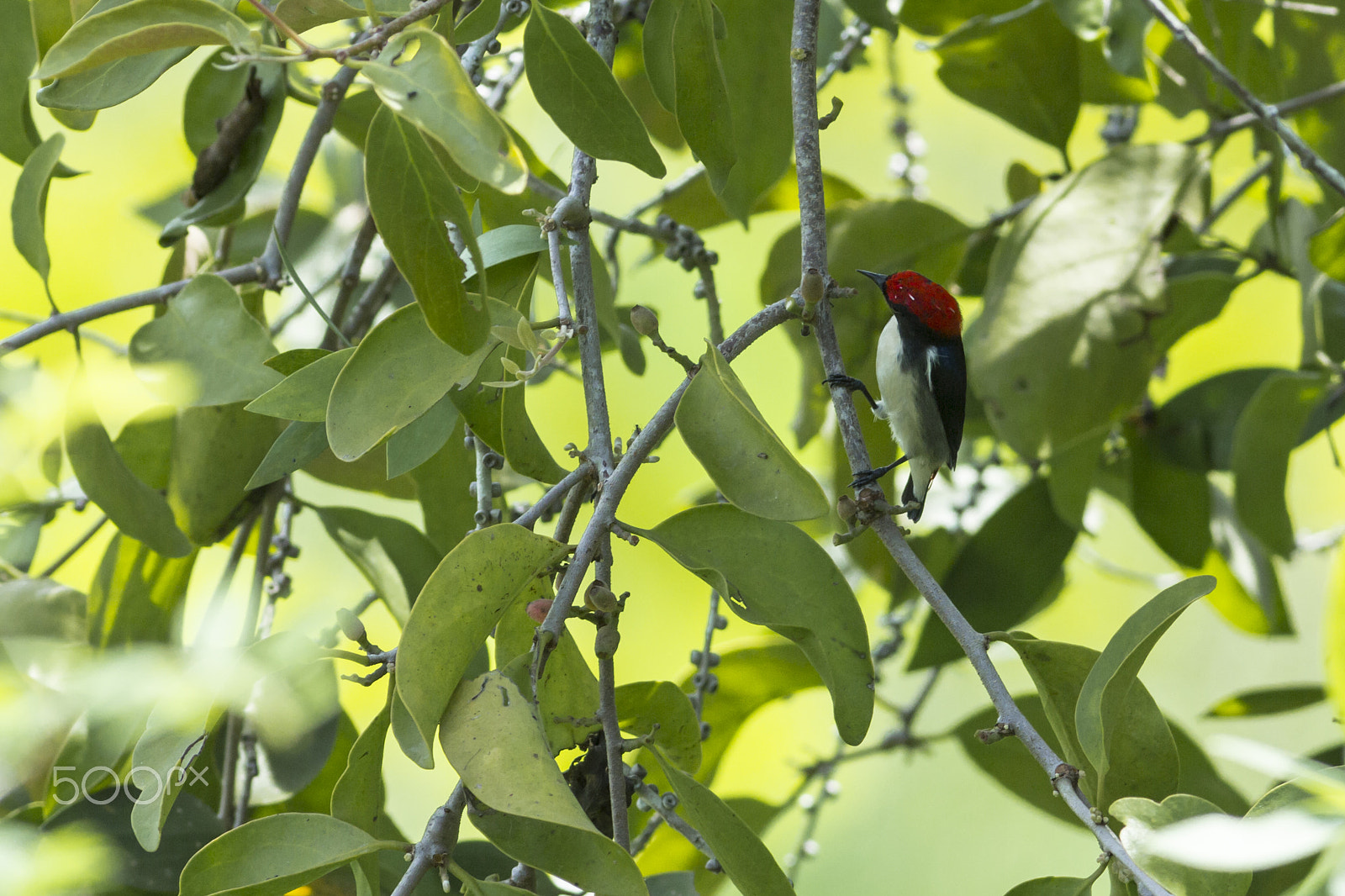 Canon EOS 60D + Canon EF 400mm F5.6L USM sample photo. The bird photography
