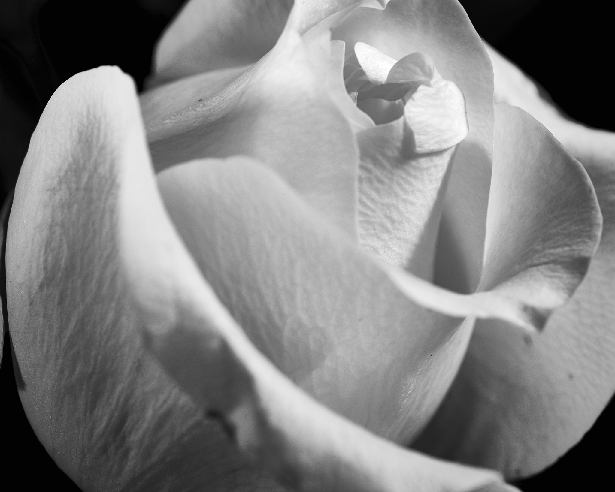Nikon AF Micro-Nikkor 60mm F2.8D sample photo. Black & white rose photography