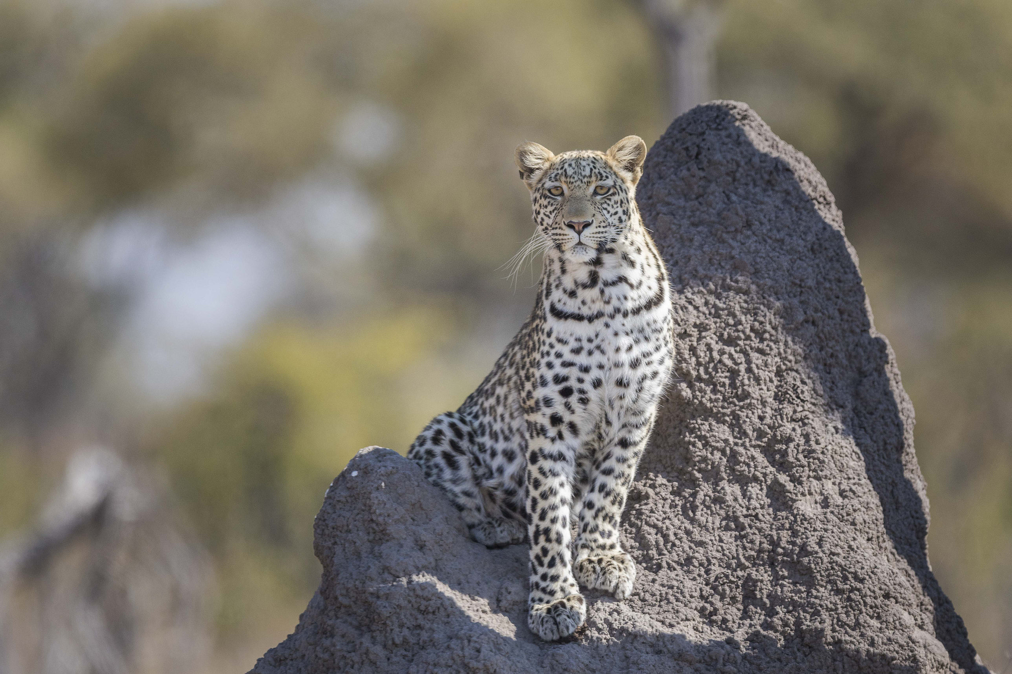 Canon EF 300mm F2.8L IS II USM sample photo. Leopard on a termite mound photography
