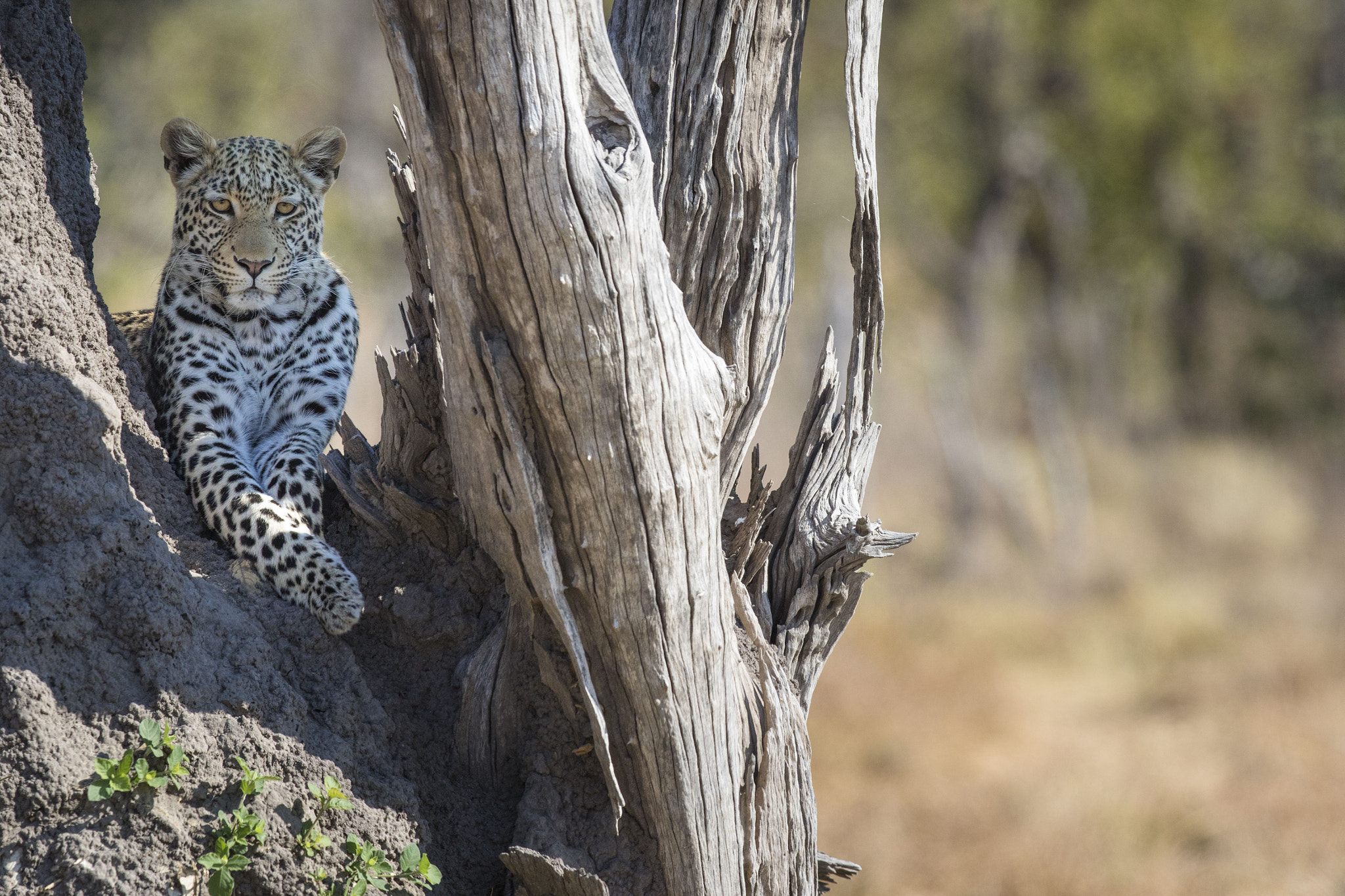 Canon EF 300mm F2.8L IS II USM sample photo. Leopard portrait photography