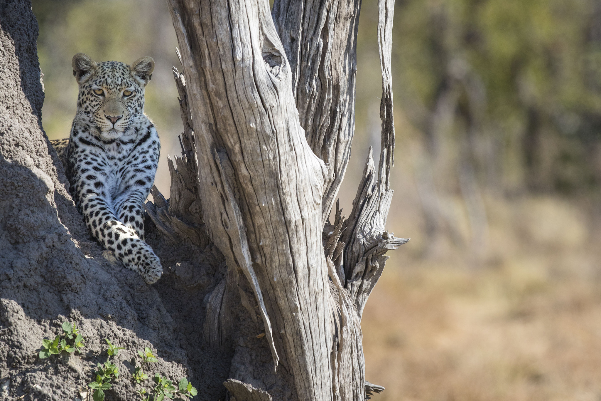 Canon EOS 7D Mark II sample photo. Leopard portrait photography