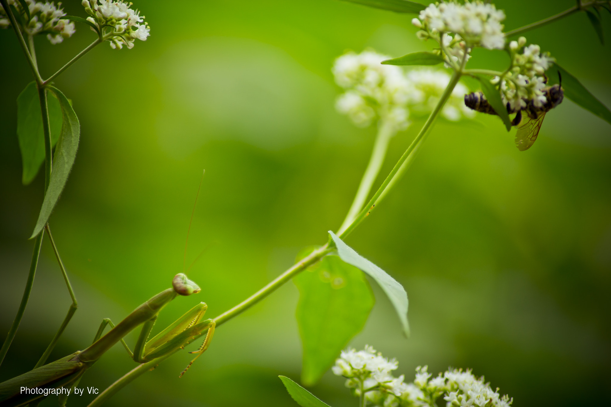 Canon EOS 6D + Tamron AF 70-300mm F4-5.6 Di LD Macro sample photo. The preying mantis photography