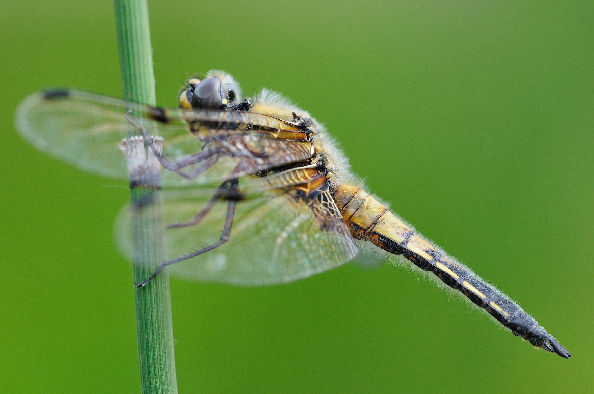 Nikon D90 + Nikon AF Micro-Nikkor 200mm F4D ED-IF sample photo. Vierfleck libelle (libellula quadrimaculata) photography