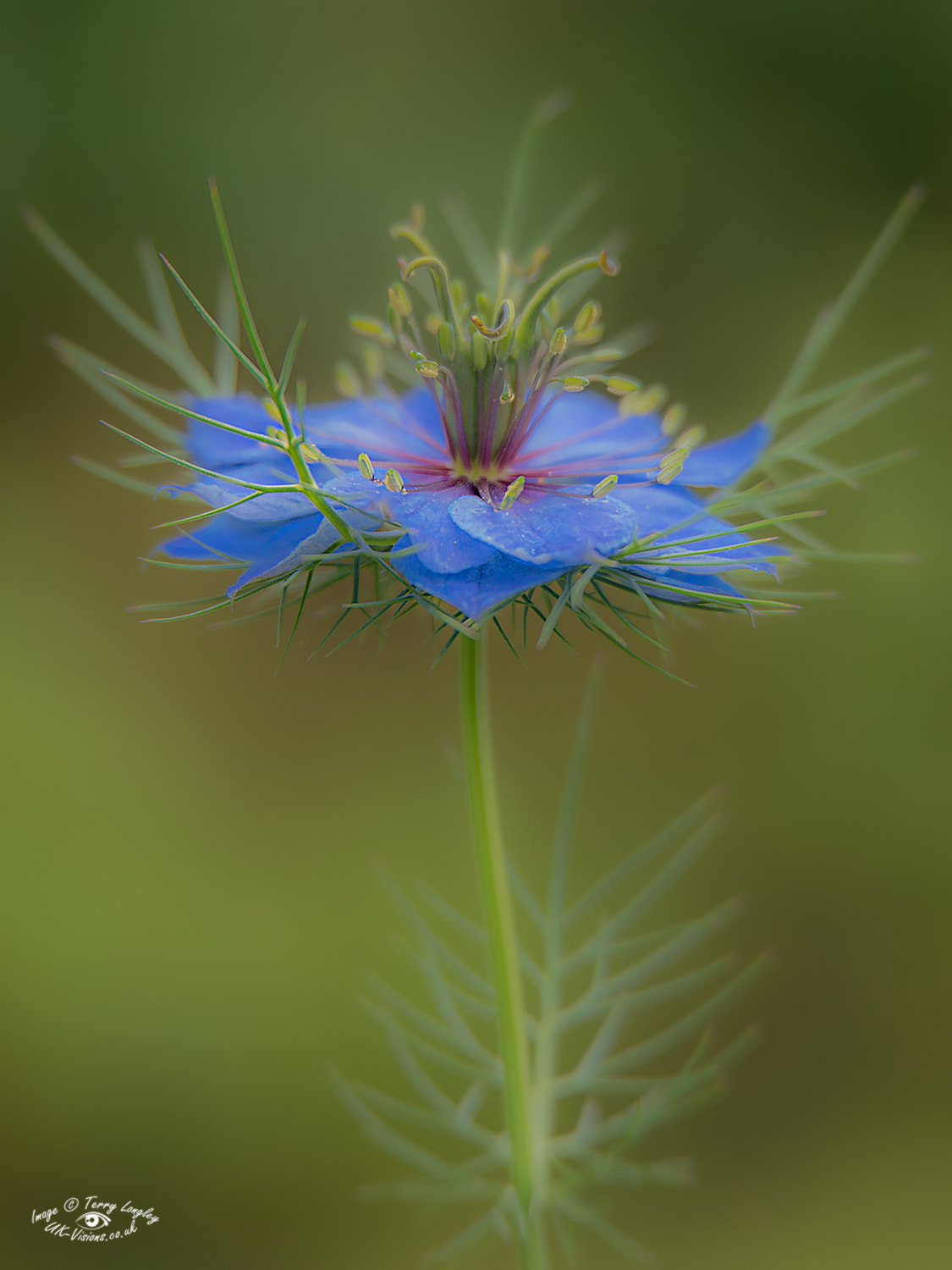 Panasonic Lumix DMC-G6 sample photo. Nigella photography