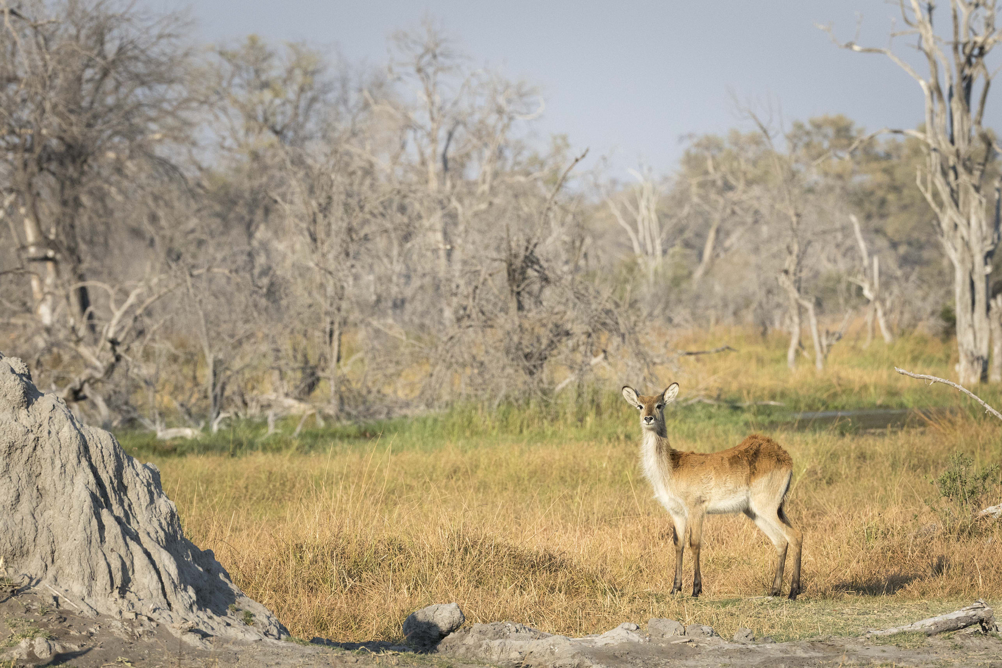 Canon EOS 7D Mark II + Canon EF 200-400mm F4L IS USM Extender 1.4x sample photo. Lechwe portrait photography