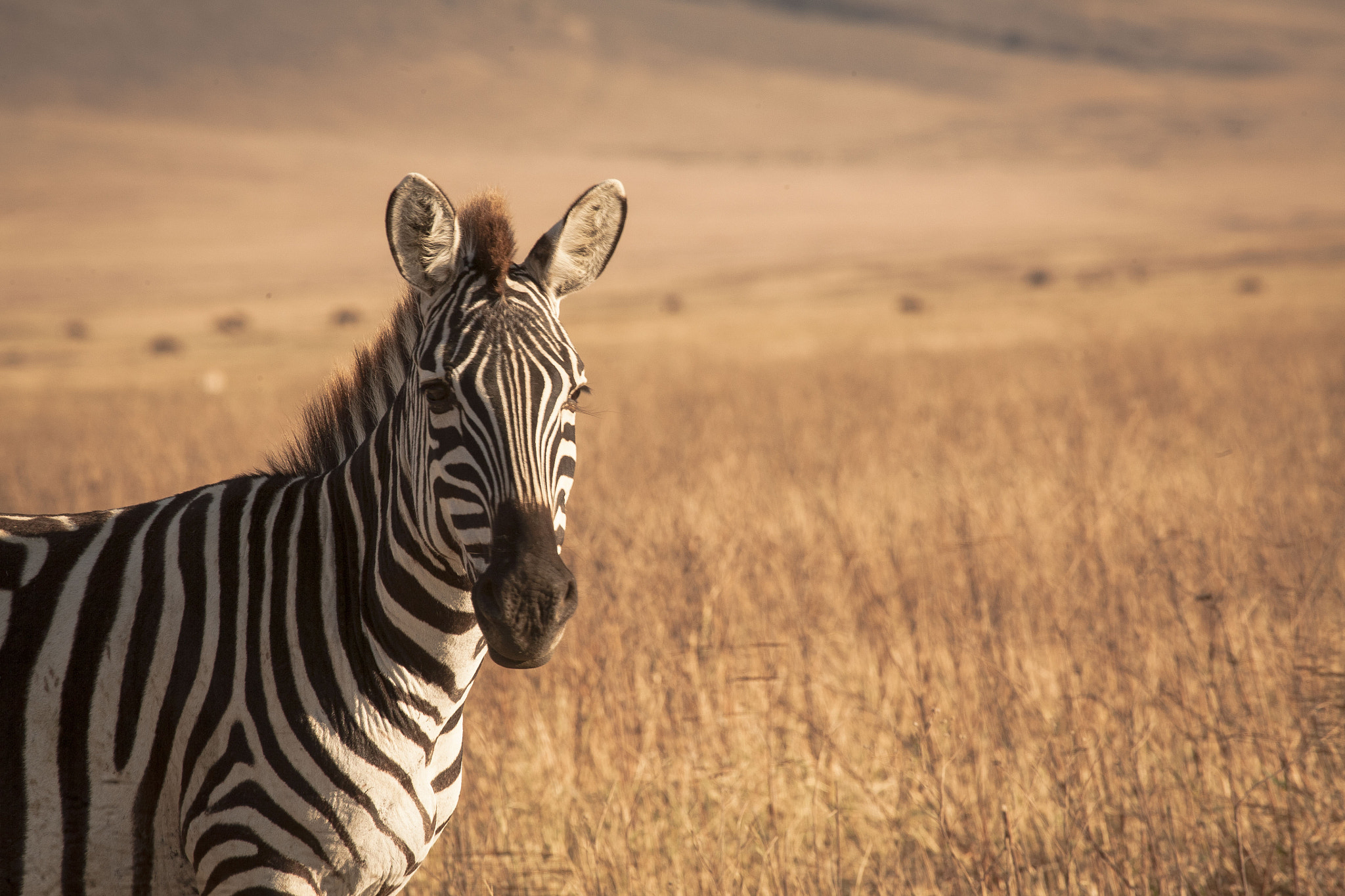 Canon EF 100-400mm F4.5-5.6L IS USM sample photo. Zebra portrait photography