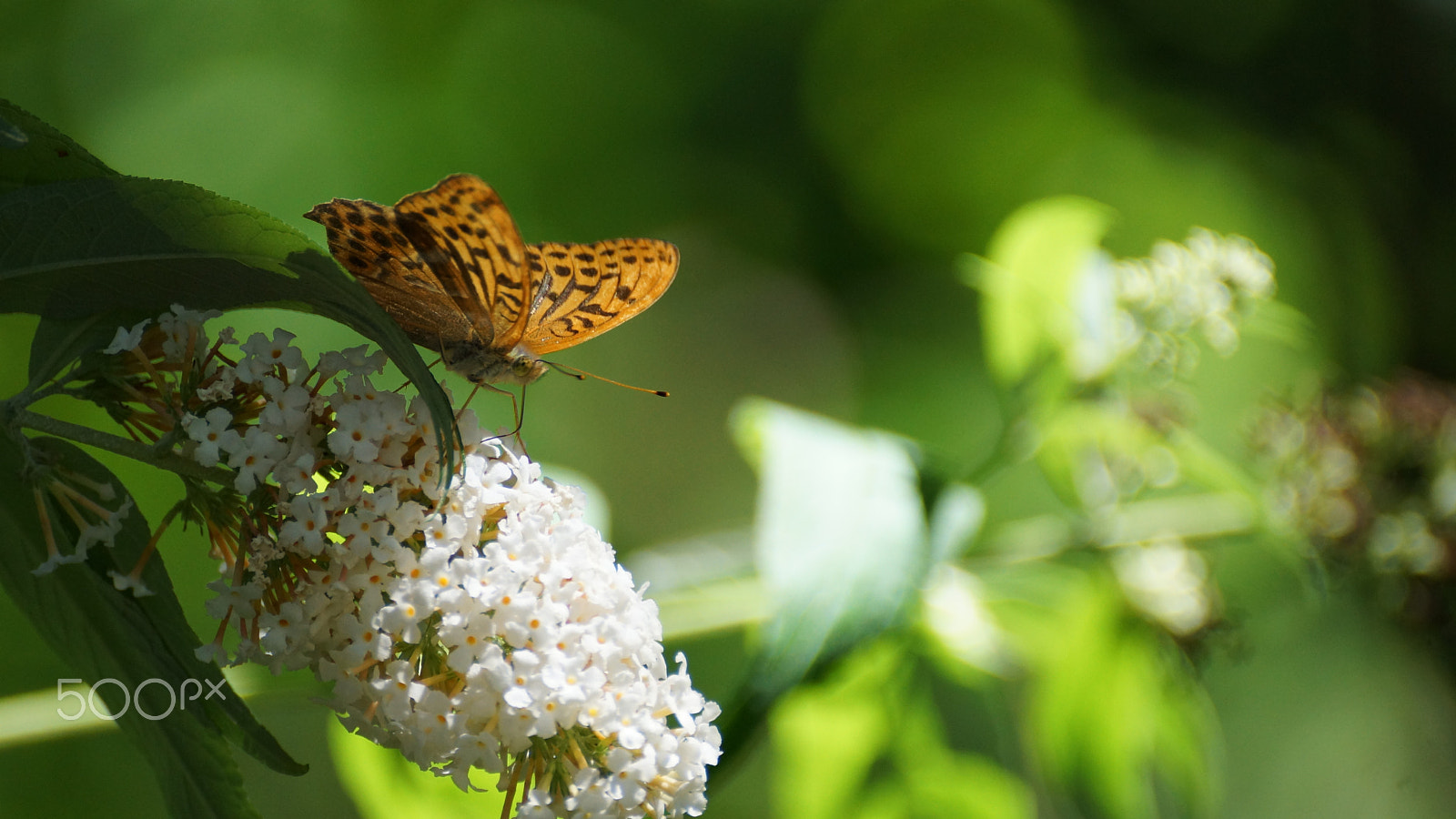 Sony DT 55-300mm F4.5-5.6 SAM sample photo. Orange butterfly on white flower photography