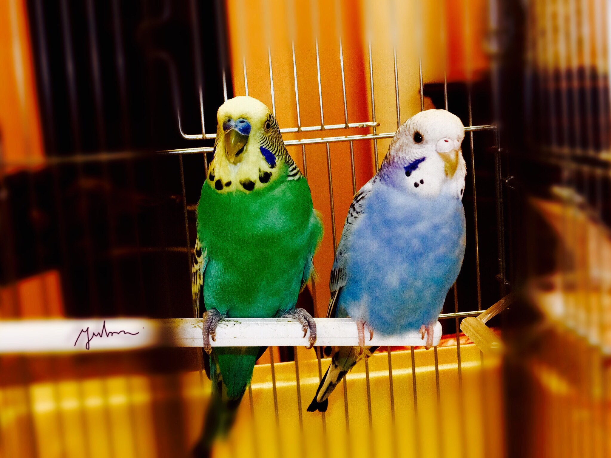 Fujifilm FinePix F900EXR sample photo. A couple of parakeets photography