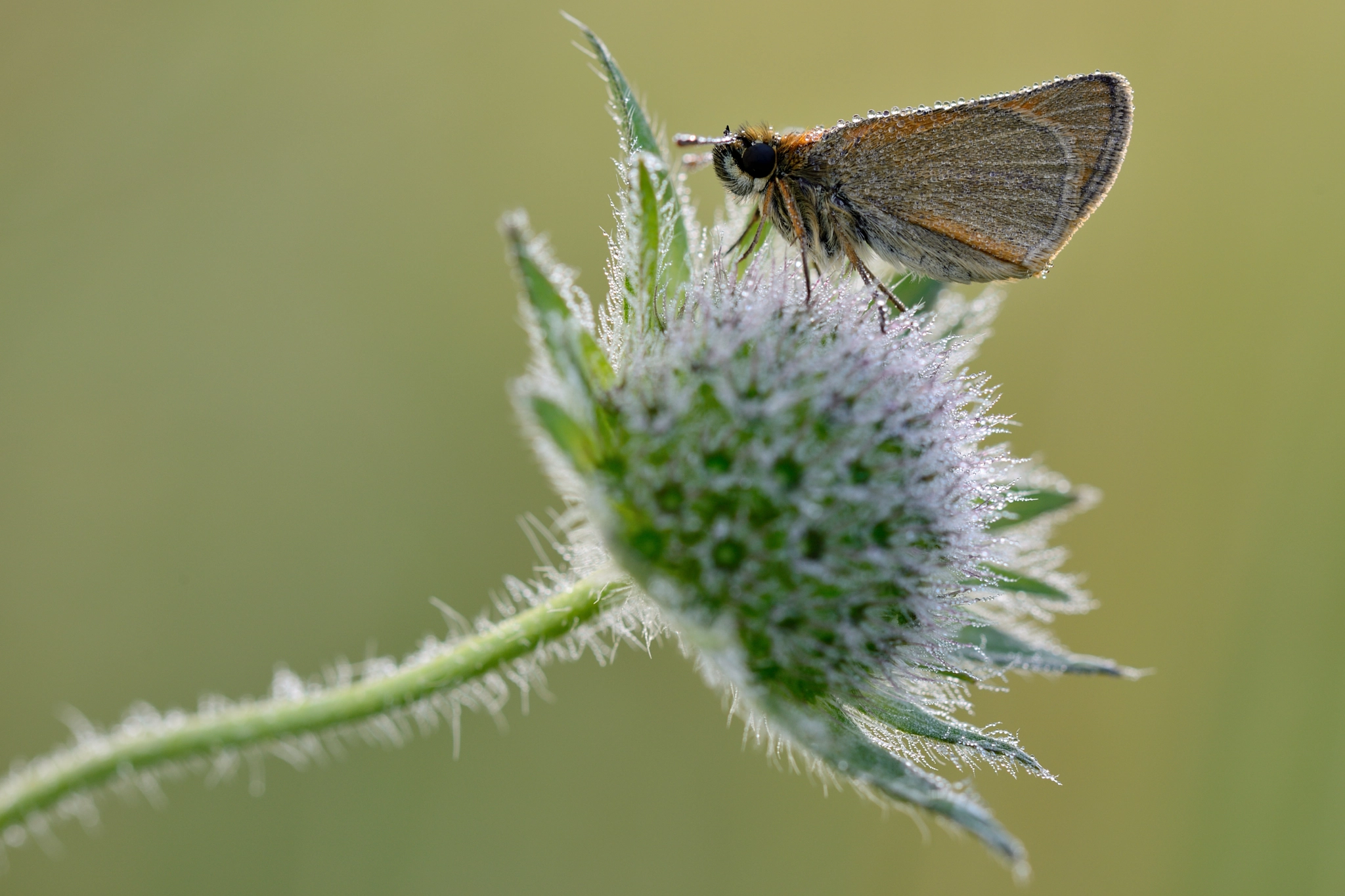 Nikon D800 sample photo. Rostfarbiger dickkopffalter (ochlodes venatus) photography