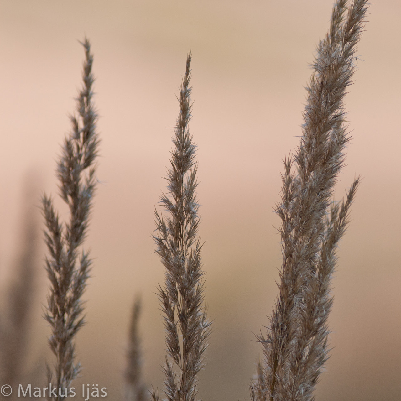 Canon EOS 30D + Canon EF 200mm F2.8L II USM sample photo. 6121459464.jpg photography