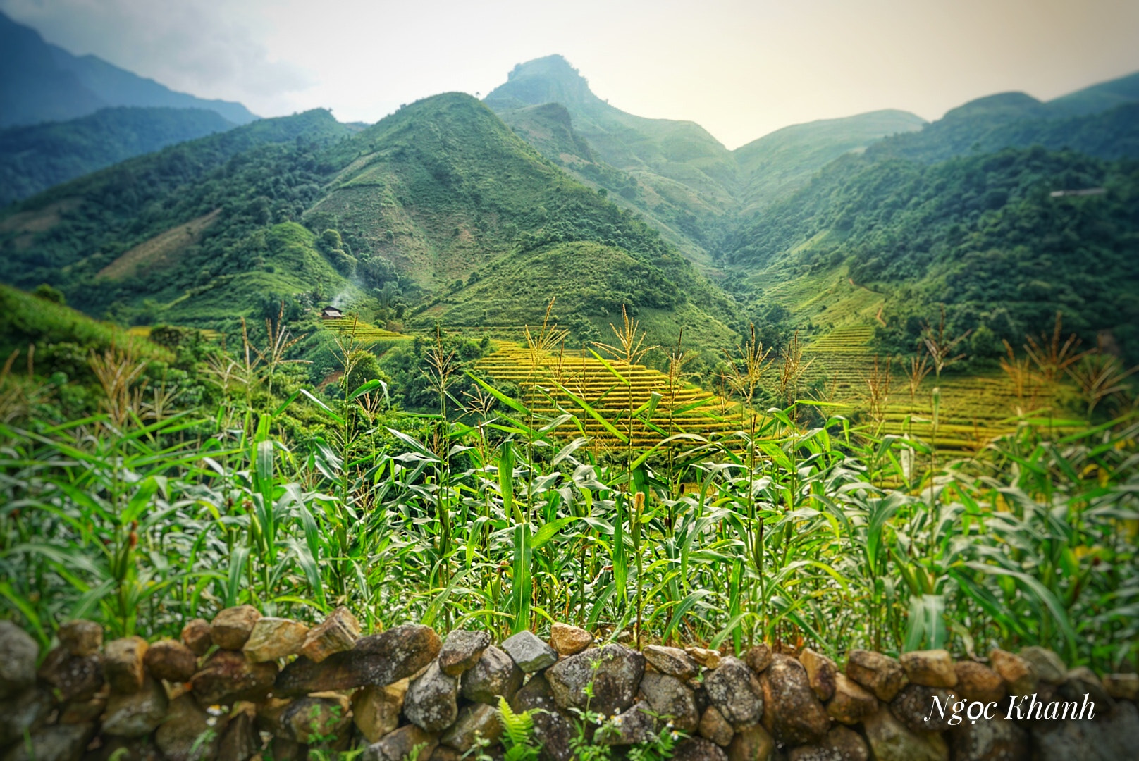 Sony a7 II + Sony Vario Tessar T* FE 24-70mm F4 ZA OSS sample photo. Harvest photography