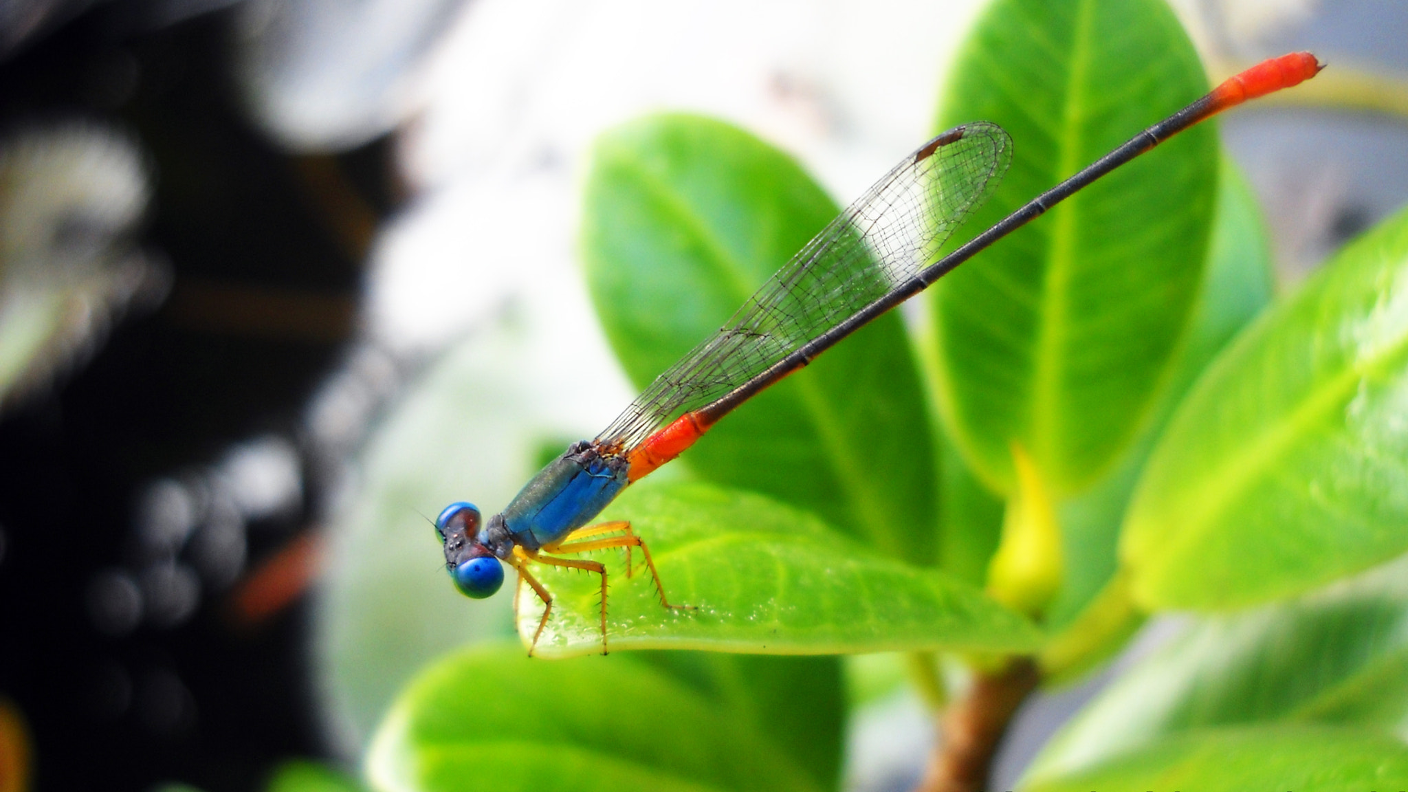 Nikon Coolpix L19 sample photo. Odonata photography