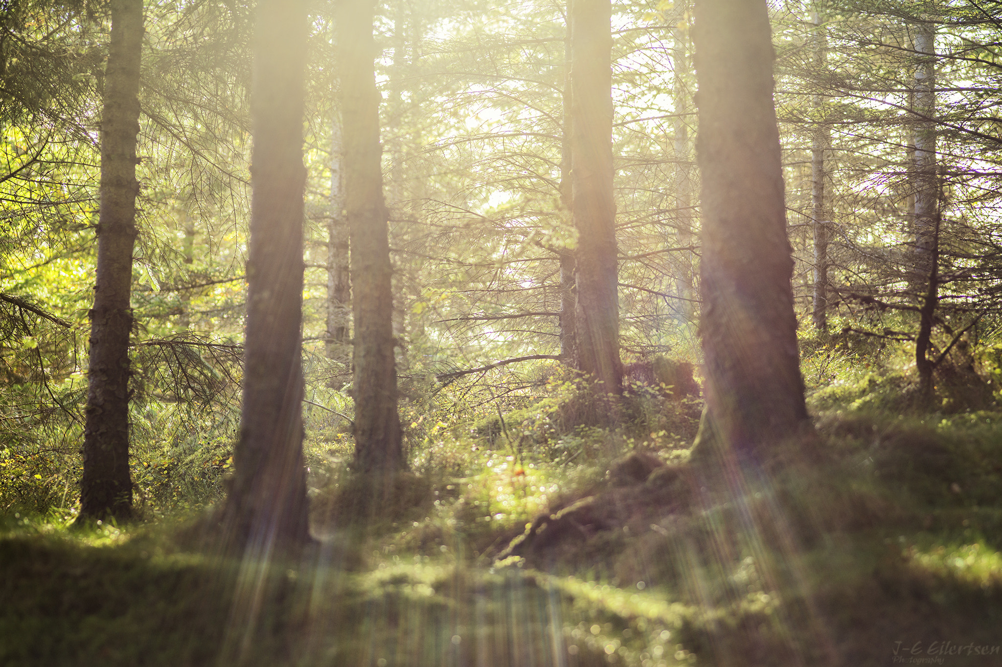 Canon EOS 6D + Sigma 105mm F2.8 EX DG Macro sample photo. Glare in the woods photography