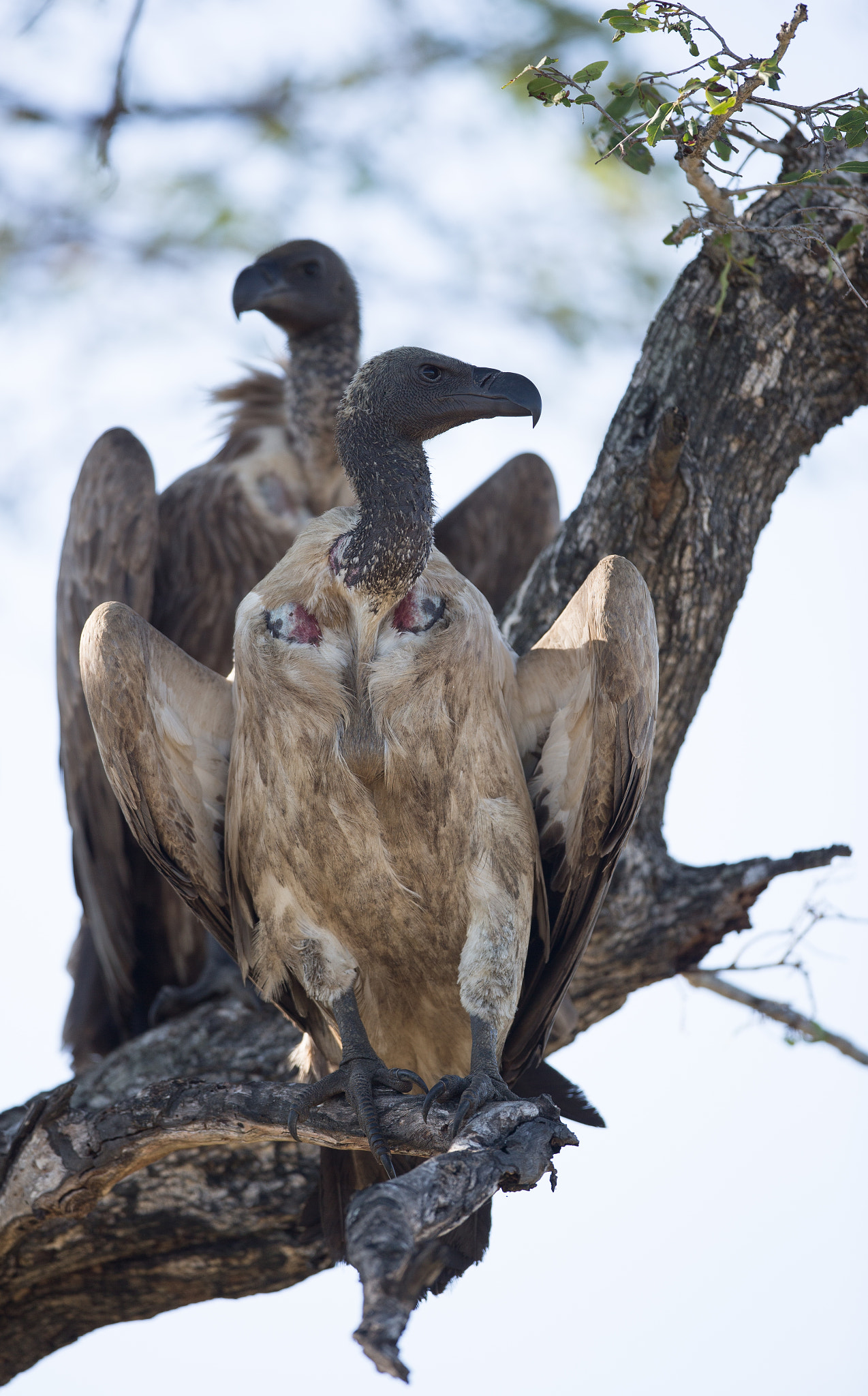 Canon EF 400mm F2.8L IS USM sample photo. Vultures photography