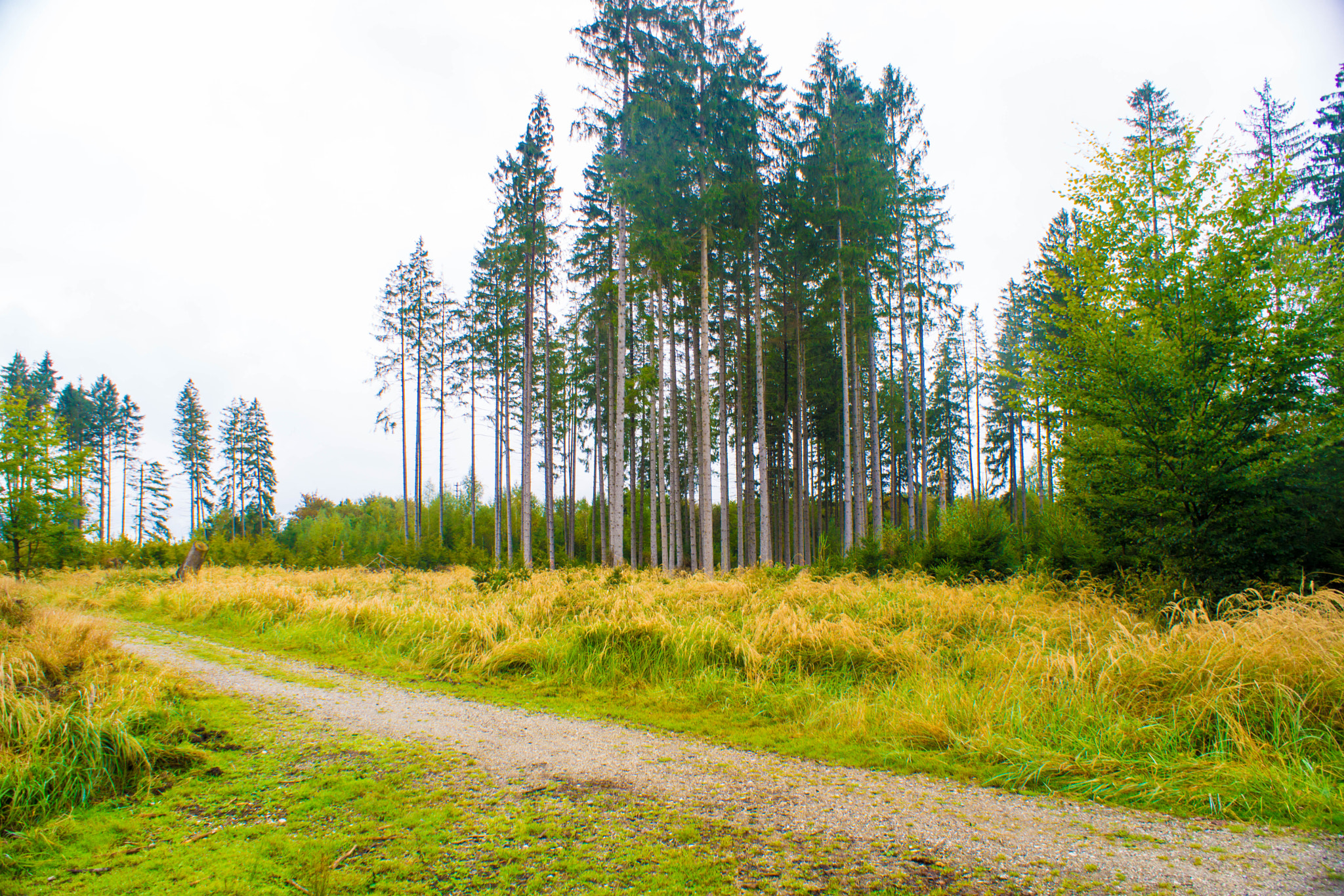 Sony DT 18-70mm F3.5-5.6 sample photo. 500 millionen jahre vor uns - als spezies photography