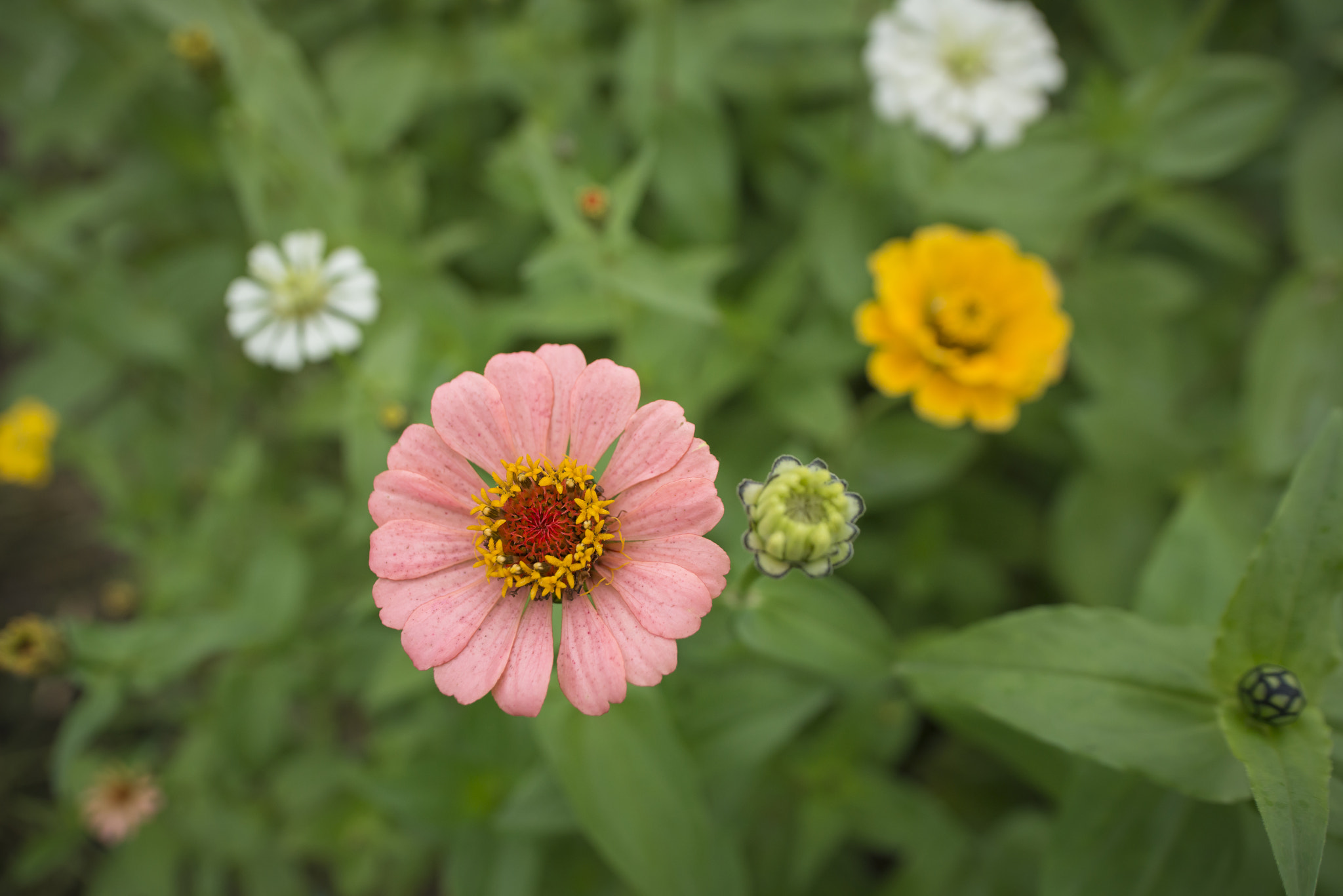 Nikon D800E sample photo. Flowers 2 photography