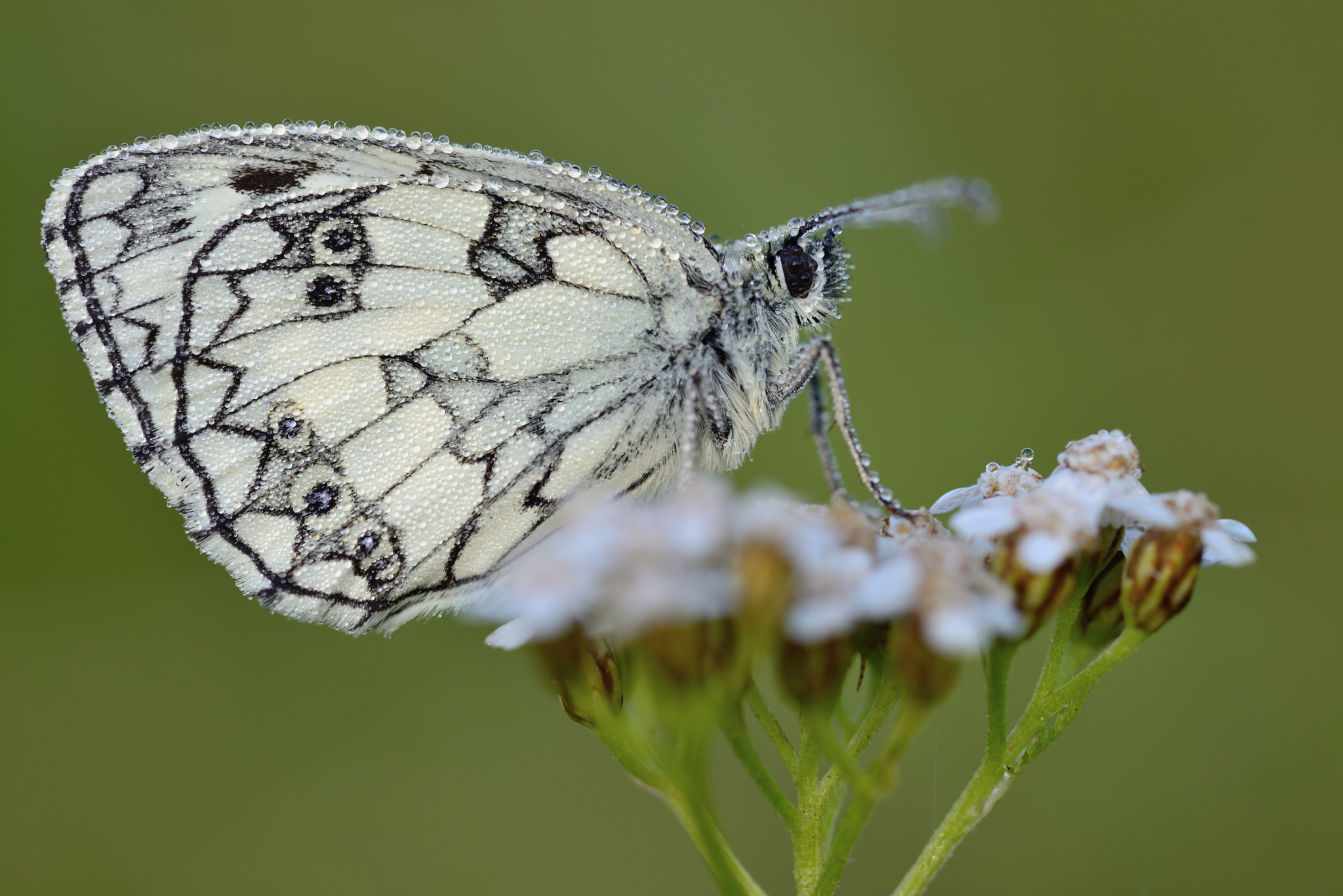 Nikon D800 + Nikon AF Micro-Nikkor 200mm F4D ED-IF sample photo. Schachbrettfalter - melanargia galathea photography