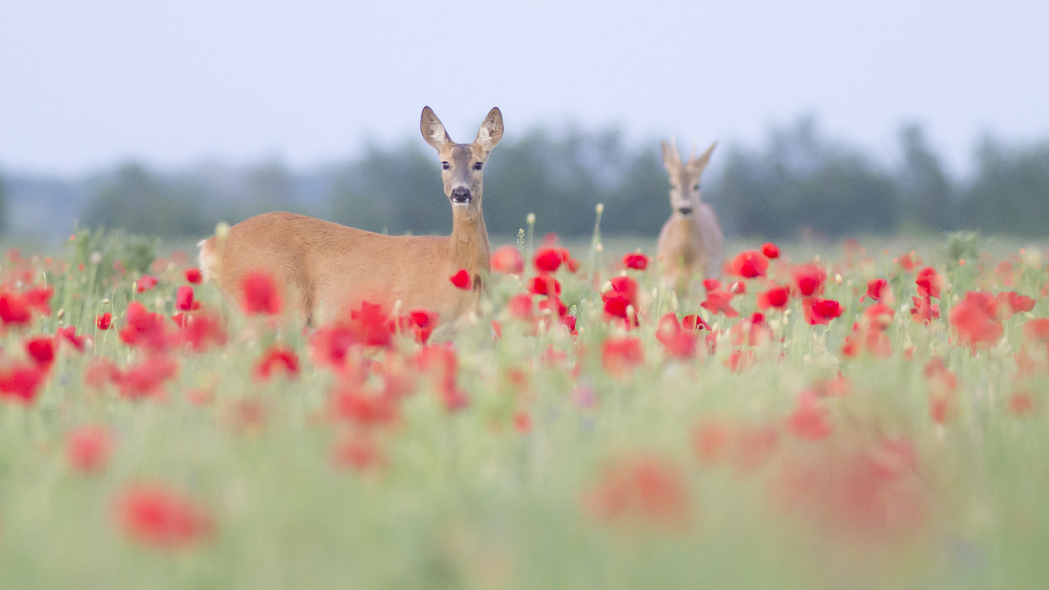 Canon EOS 7D + Canon EF 300mm f/4L sample photo. Watching photography