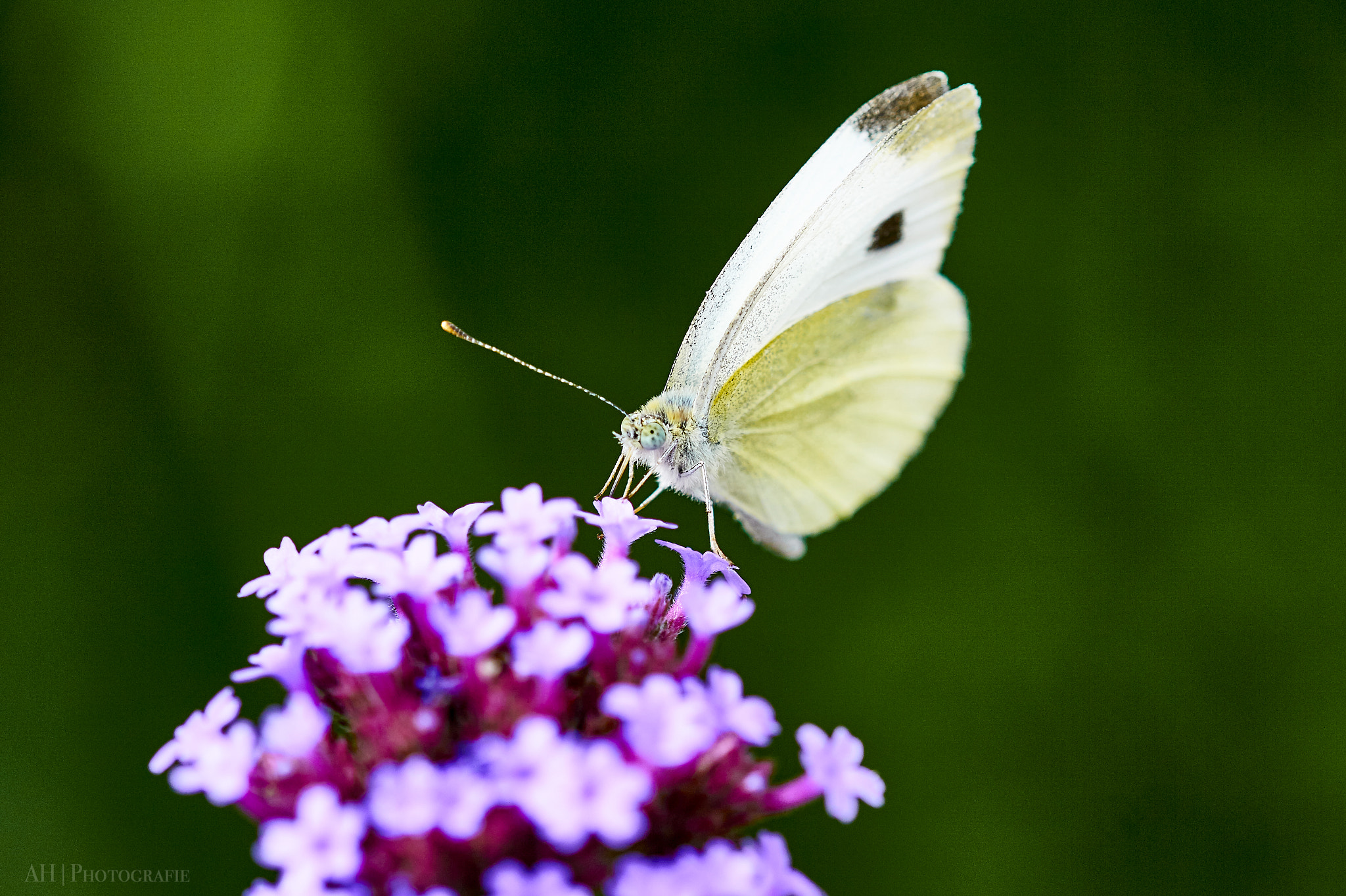 Sony ILCA-77M2 + 105mm F2.8 sample photo