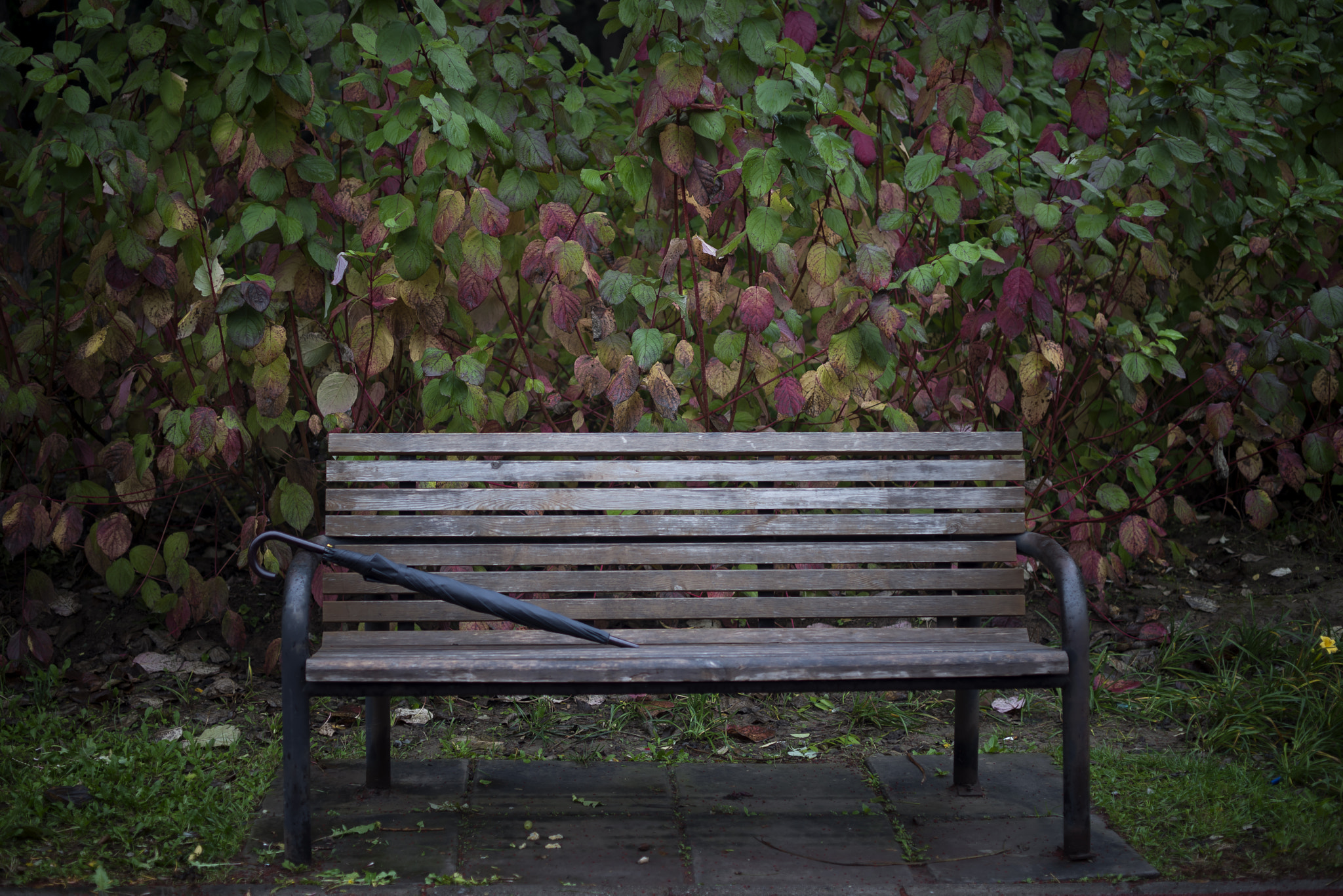 Nikon D800E + ZEISS Makro-Planar T* 50mm F2 sample photo. A park bench photography