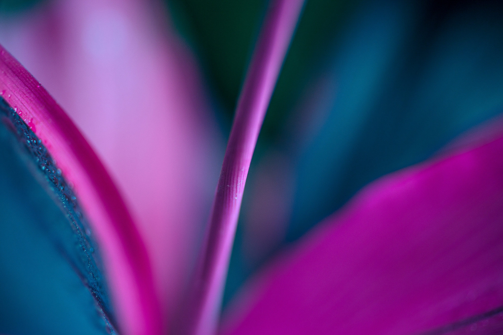 Canon EOS 6D + Canon EF 50mm F2.5 Macro sample photo. Bones photography