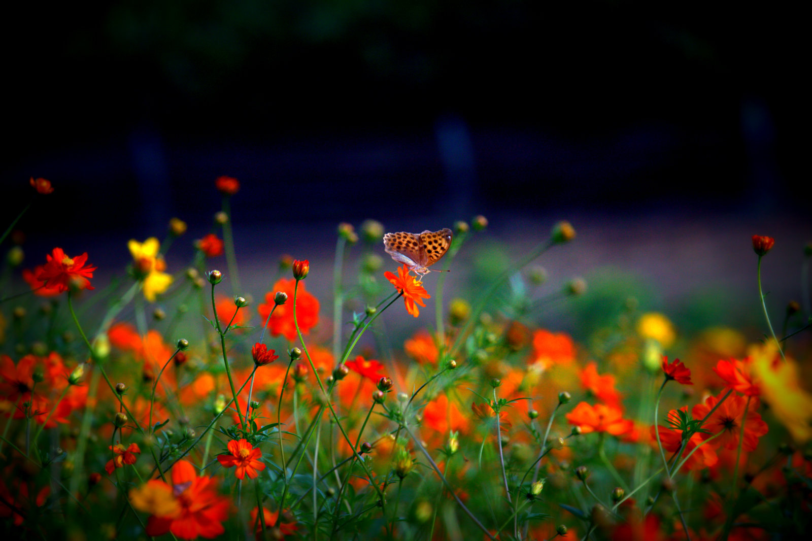 Canon EOS 50D + Canon EF 70-200mm F4L IS USM sample photo. Butterfly photography