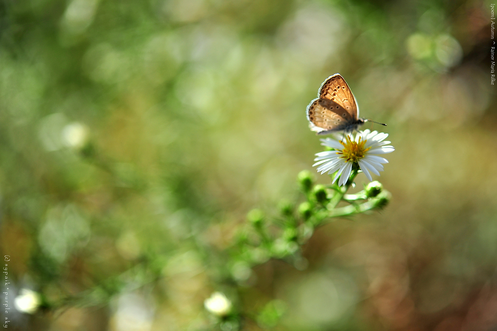 Nikon AF-S Micro-Nikkor 60mm F2.8G ED sample photo. Autumn v photography