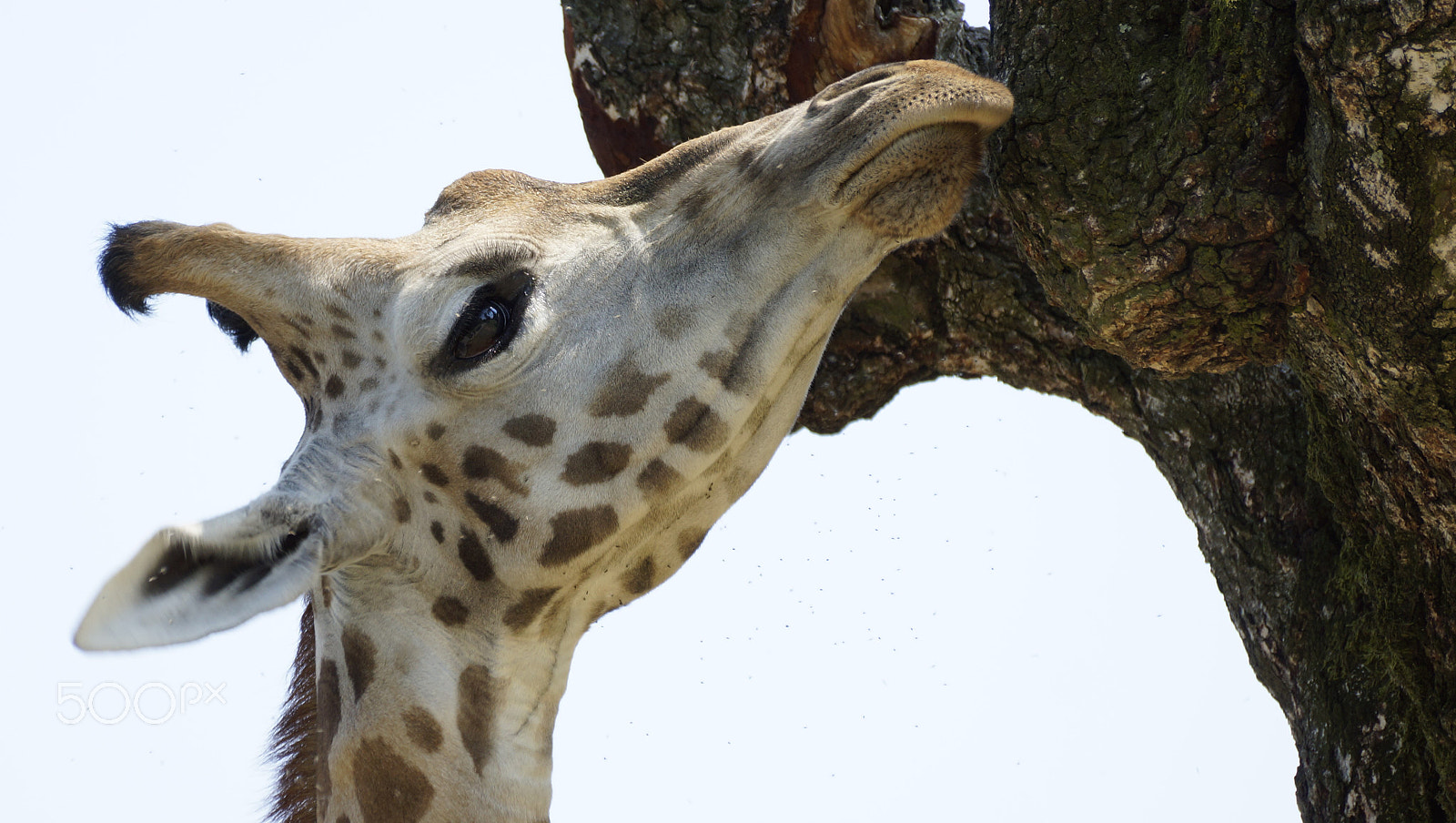 Sony DT 55-300mm F4.5-5.6 SAM sample photo. The giraffe photography